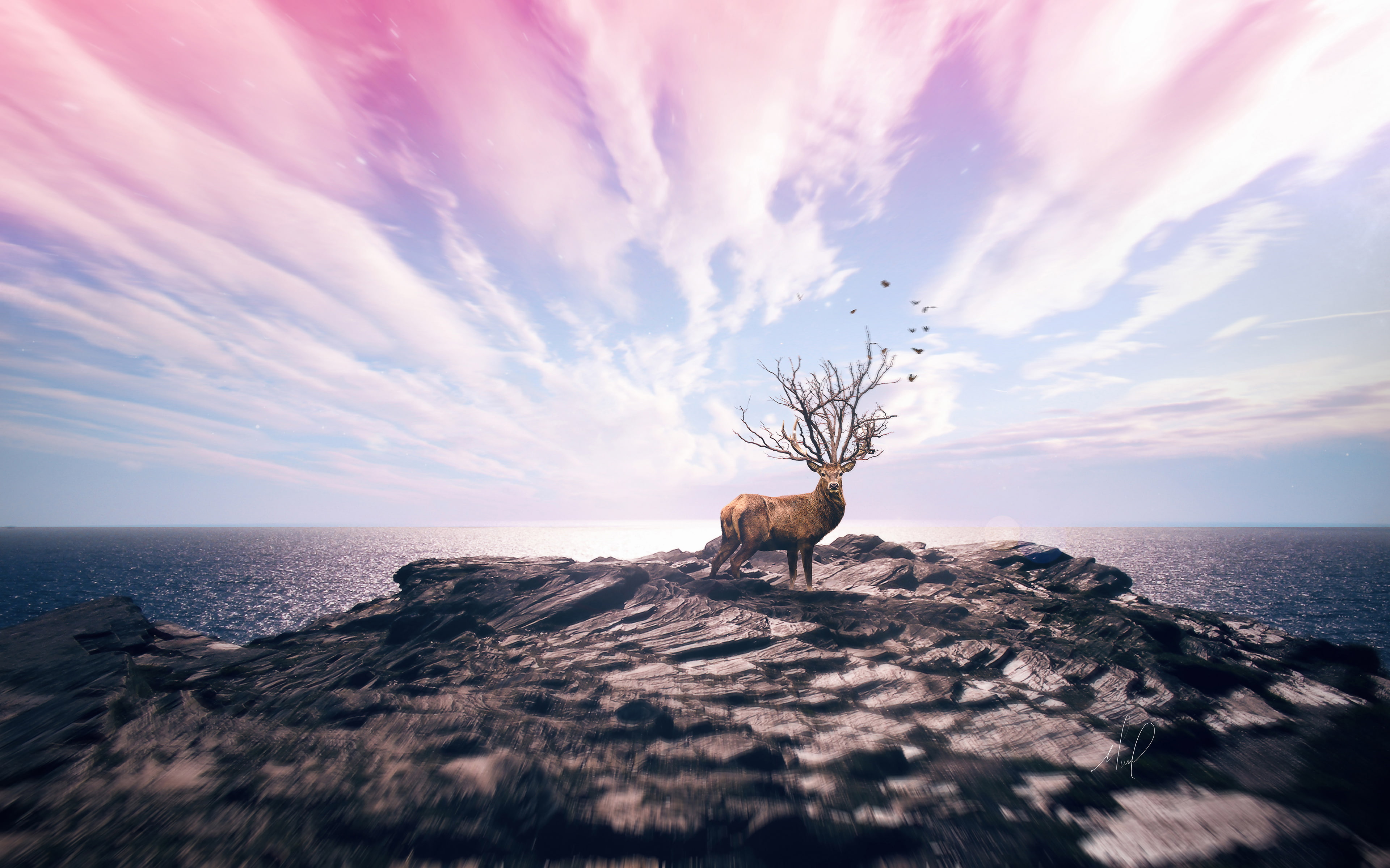 4K, Deer, k, Cliff, HD Wallpaper