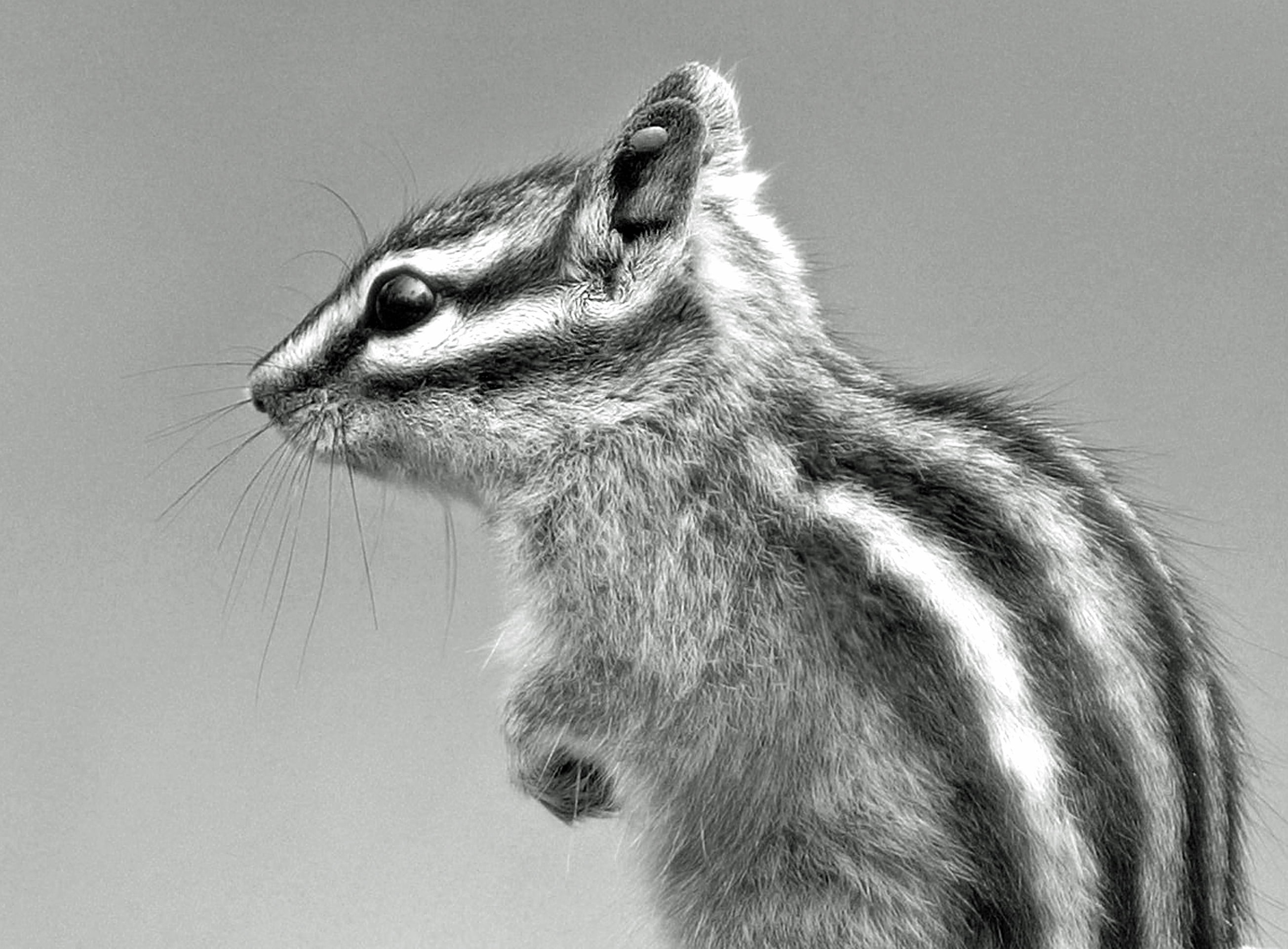 landscape, grayscale, outdoor, squirrel, countryside, shot, planet, photography, natural  history, animal, english  uk, photo, country, capture, exposure, HD Wallpaper