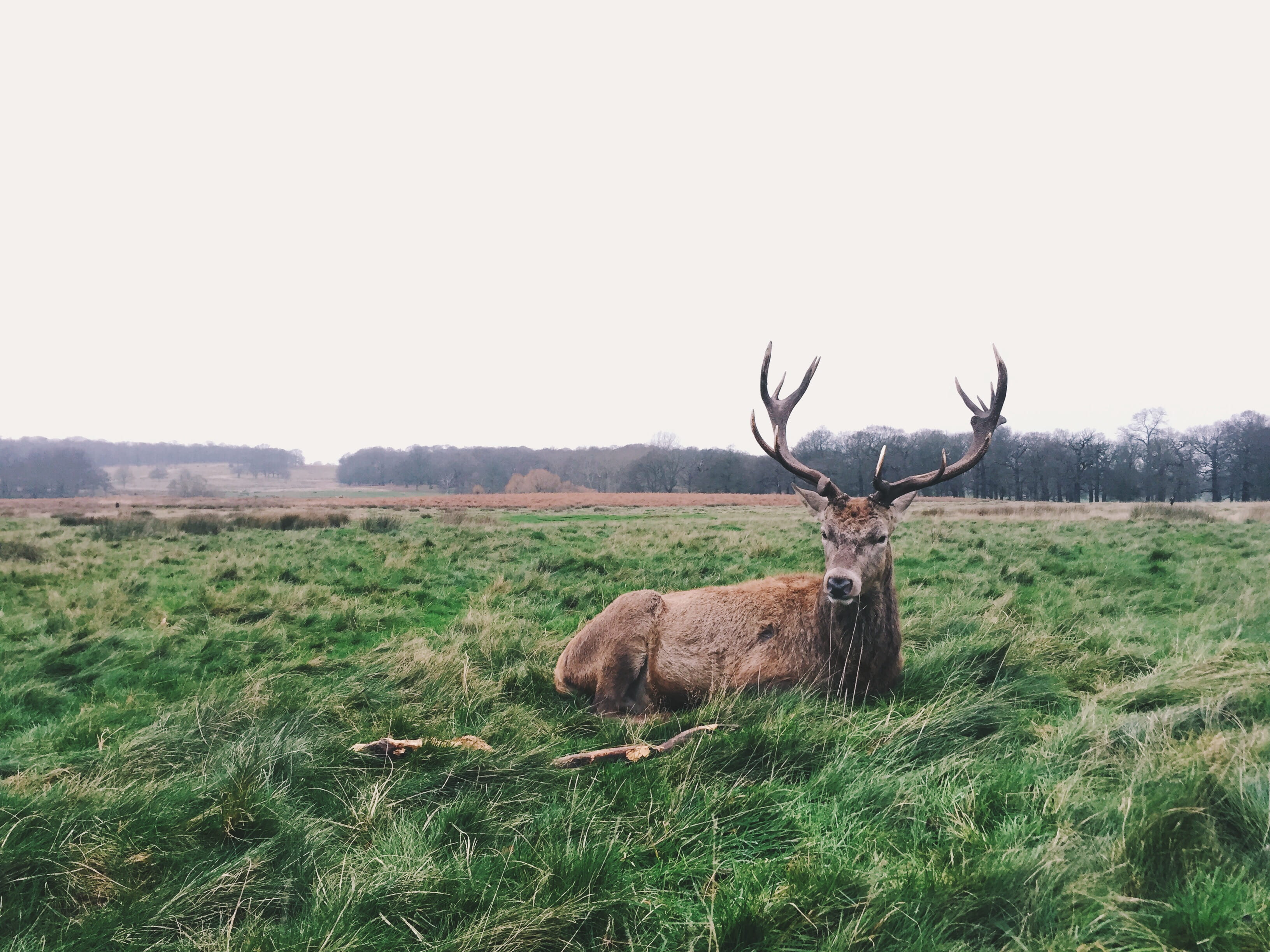 brown, land, one animal, green grass, safari Animals, 2K, stag, wild Animals, no people, animal wildlife, national Park, copy space, wildlife, antler, HD Wallpaper