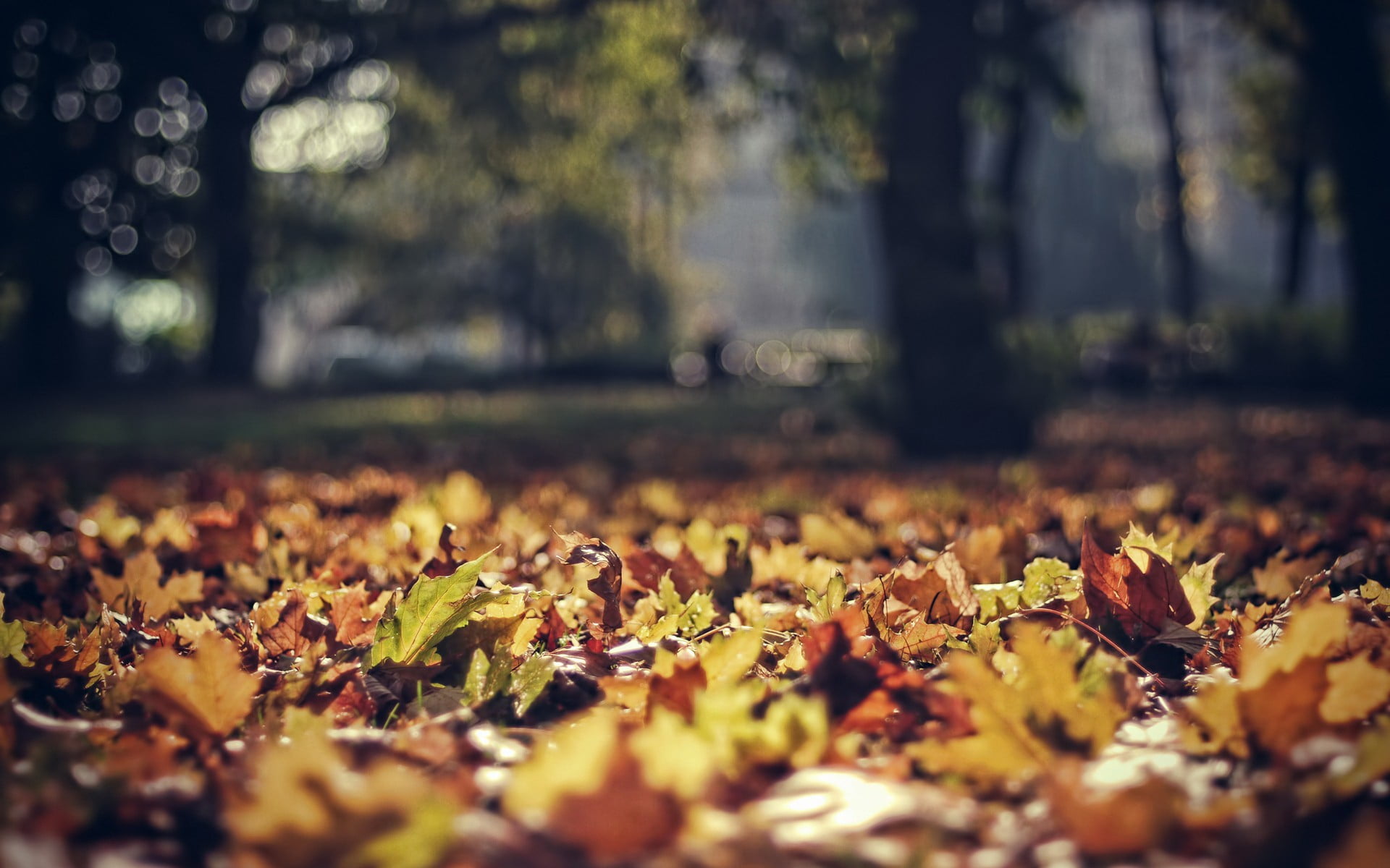 trunk, sunlight, green, day, outdoors, tree trunk, growth, plant, park, brown, falling, 1080P, tranquility, change, fall, beauty in nature, plant part, HD Wallpaper