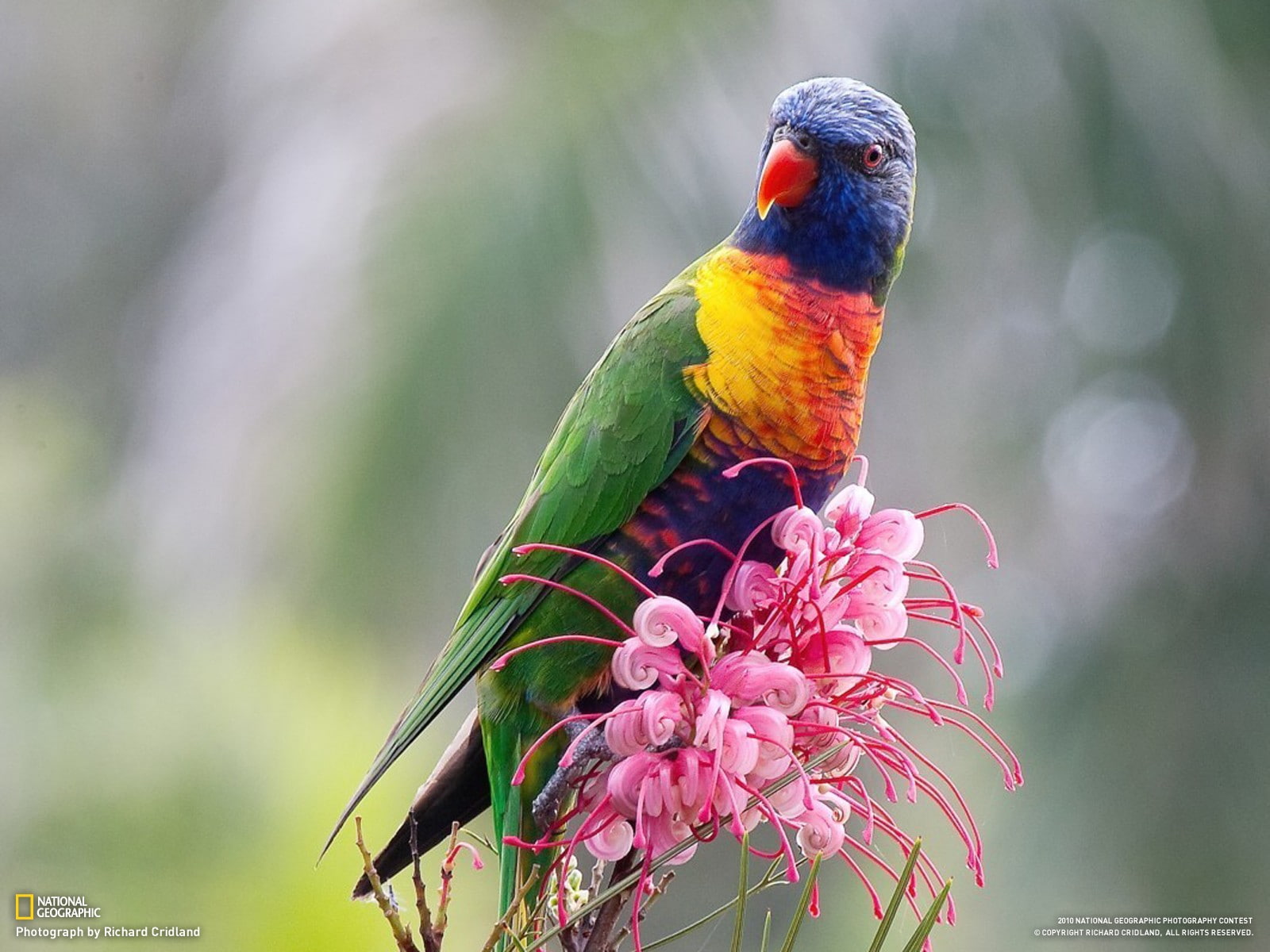 flowers, birds, 720P, parrot, National Geographic, lorikeet, HD Wallpaper