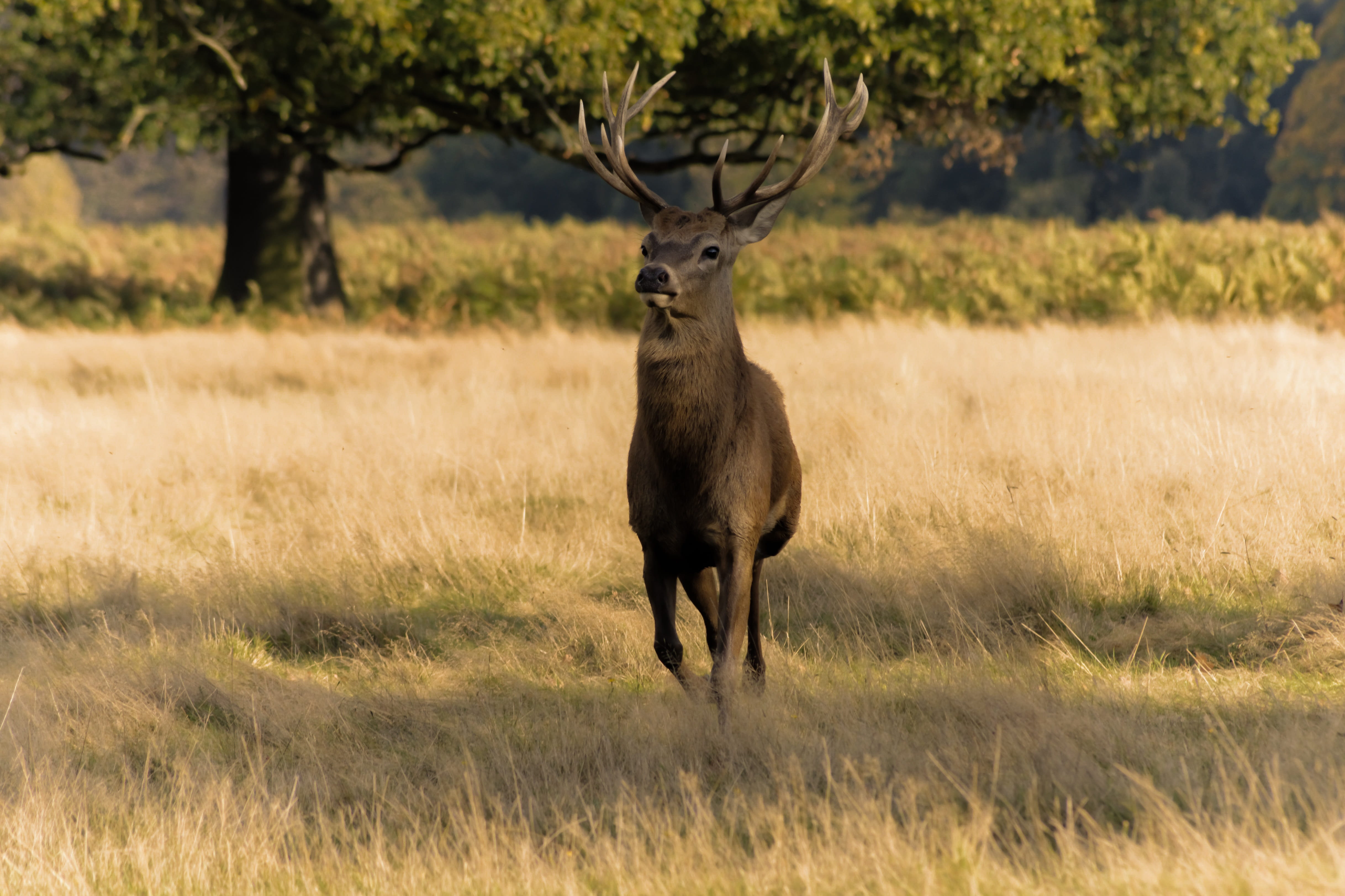 wilderness Area, deer, Antlers, tree, antlers, hunt, beauty in nature, Deer, natural, animals And Pets, national Park, fur, one animal, day, herbivorous, HD Wallpaper