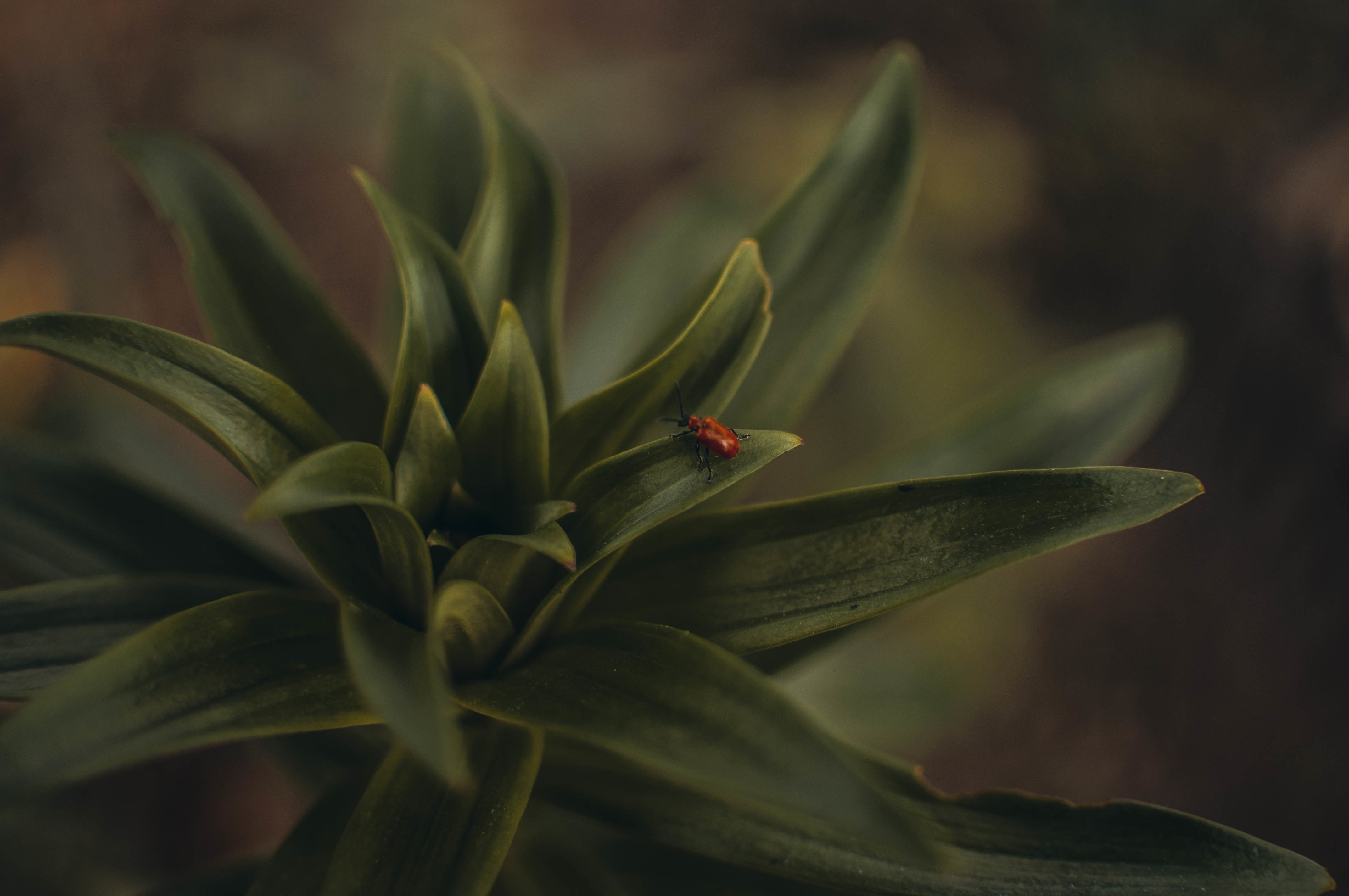no people, green color, animal, plant, 4K, outdoors, invertebrate, flower, one animal, beetles, growth, animals in the wild, beauty in nature, plant part, HD Wallpaper