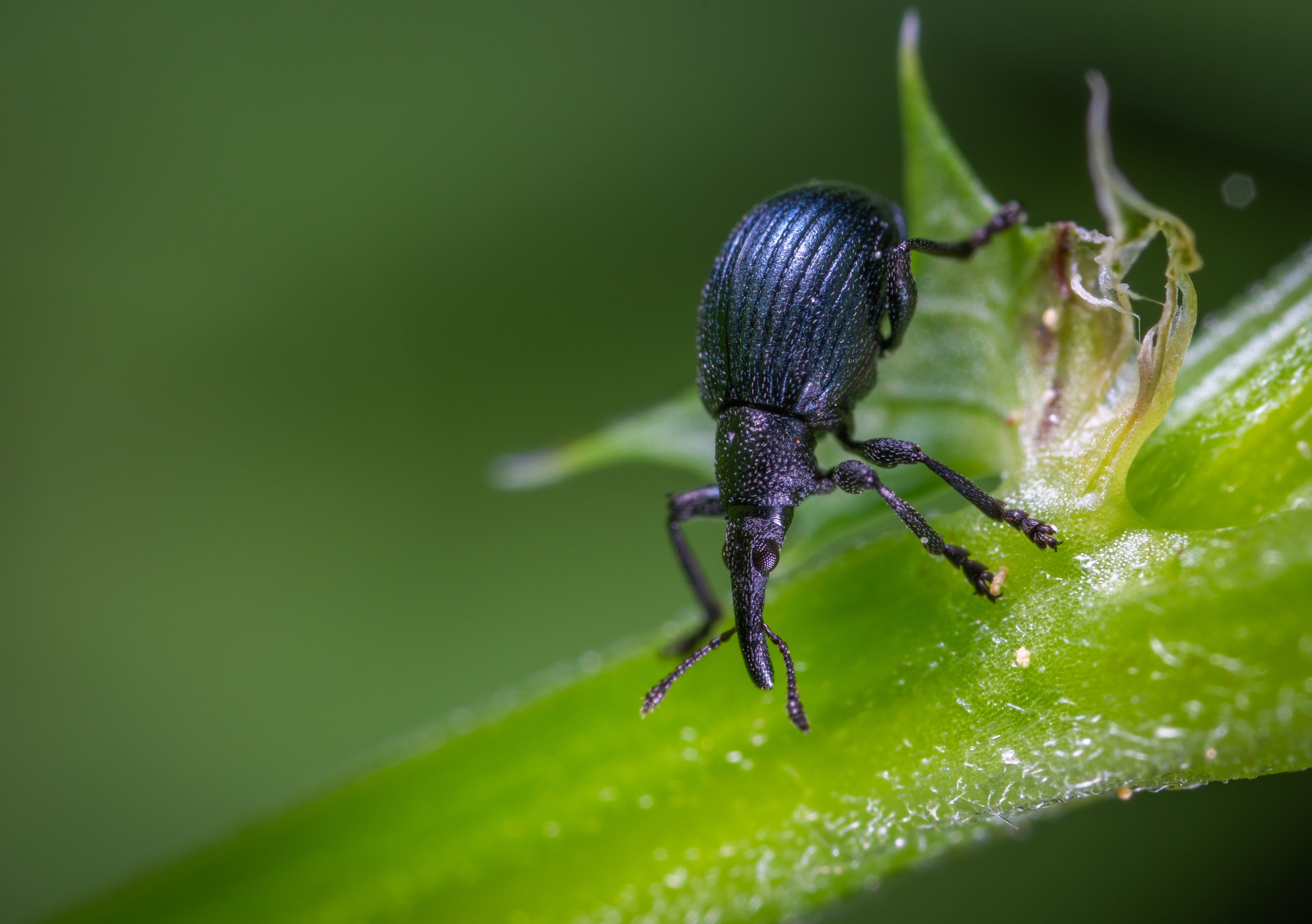 4K, animals in the wild, animal body part, one animal, green color, plant part, outdoors, weevil, animal wildlife, zoology, day, no people, animal, coleoptera, HD Wallpaper