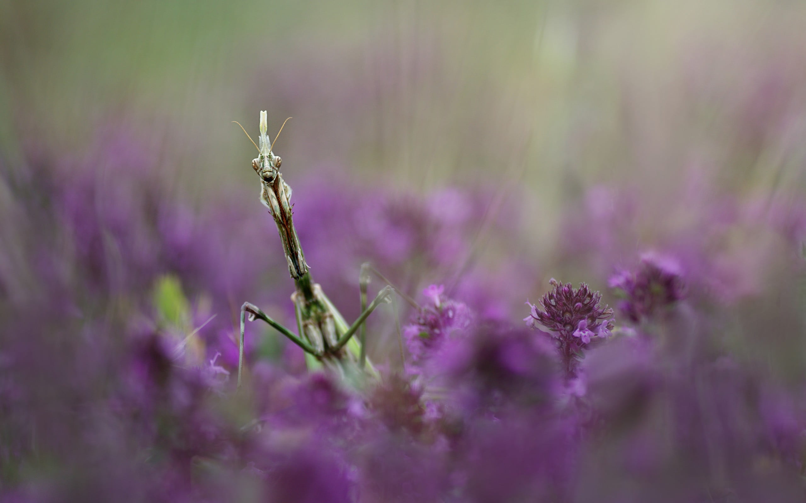 one animal, nature, macro, close-up, selective focus, animal themes, animals in the wild, insect, freshness, fragility, animal wildlife, plant, no people, HD Wallpaper
