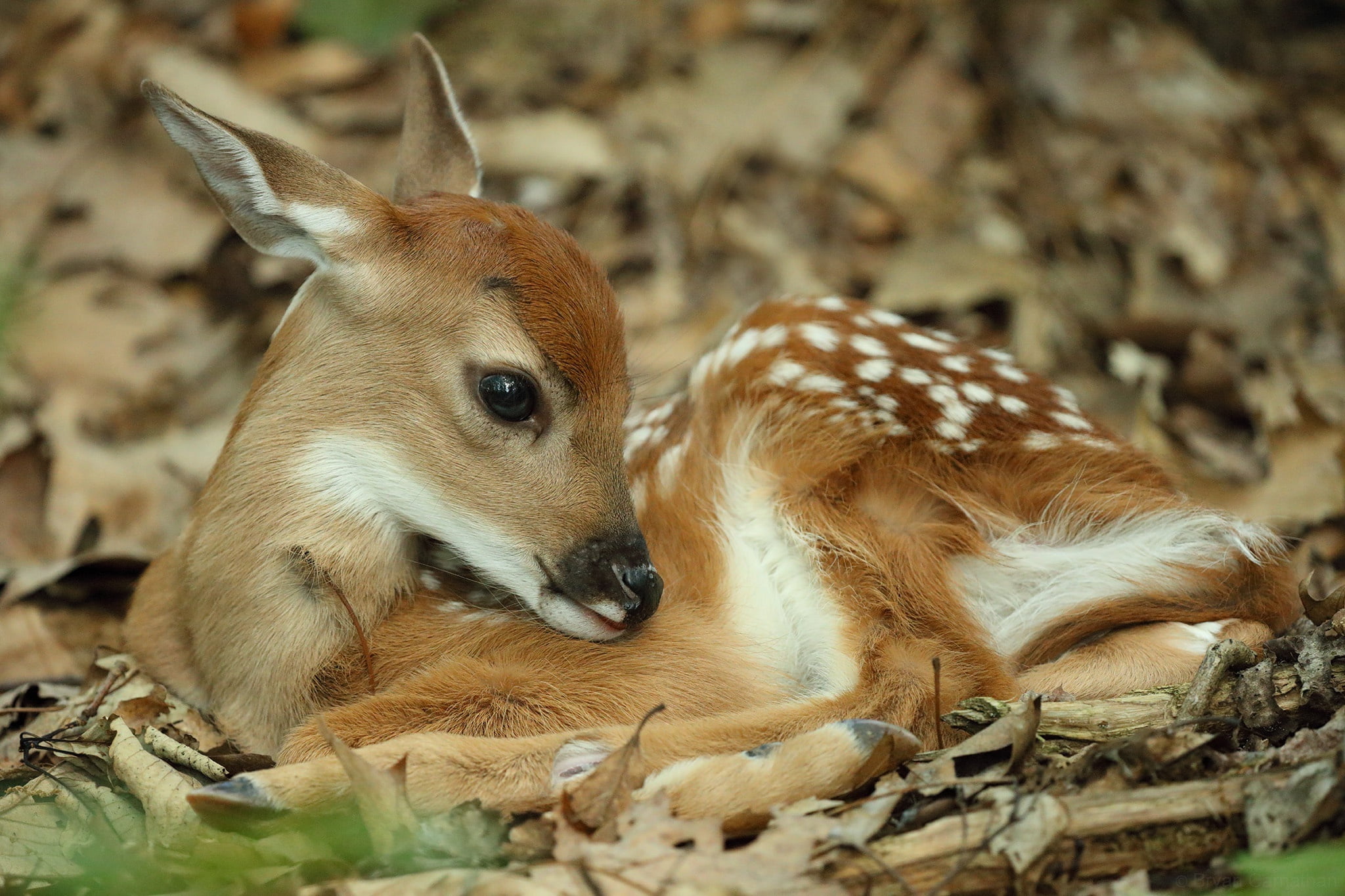 1080P, White-tailed deer, cub, baby, fawn, HD Wallpaper