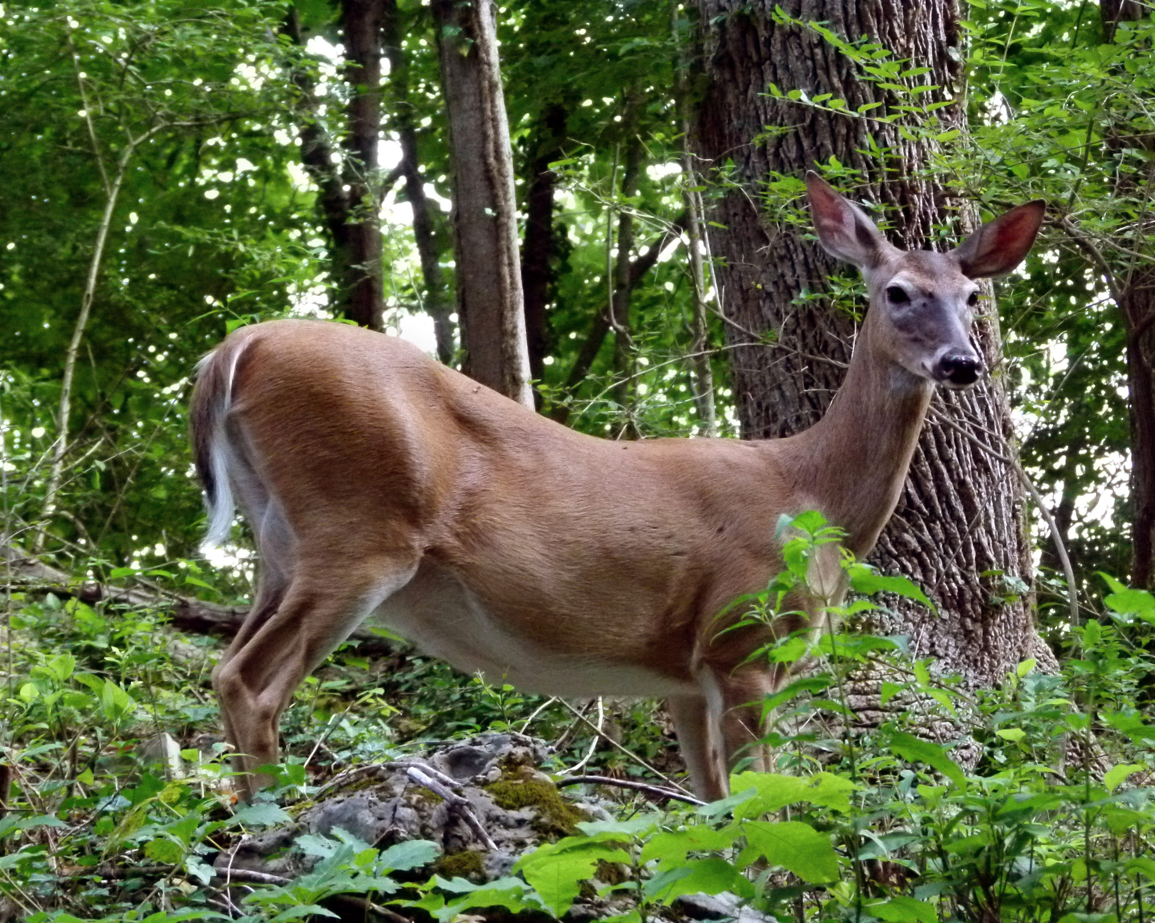 white tailed, mammal, tree, vertebrate, plant, field, deer, day, brown, nature, 4K, wildlife, no people, whitetail, animals in the wild, woodland, fawn, HD Wallpaper