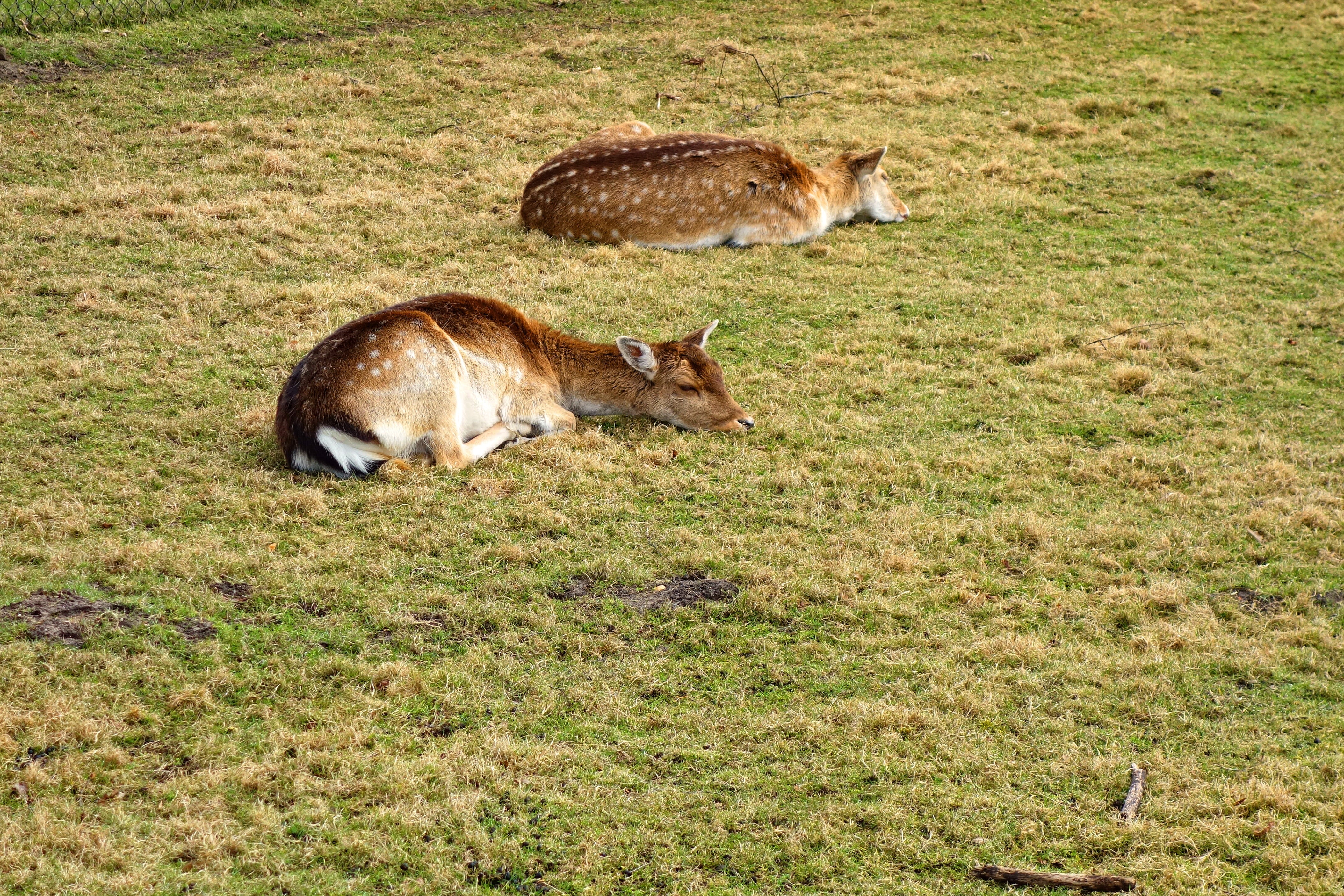 resting, group of animals, outdoors, nature, animal, animal wildlife, vertebrate, livestock, sleeping, roe deer fawn, land, brown, animals in the wild, HD Wallpaper