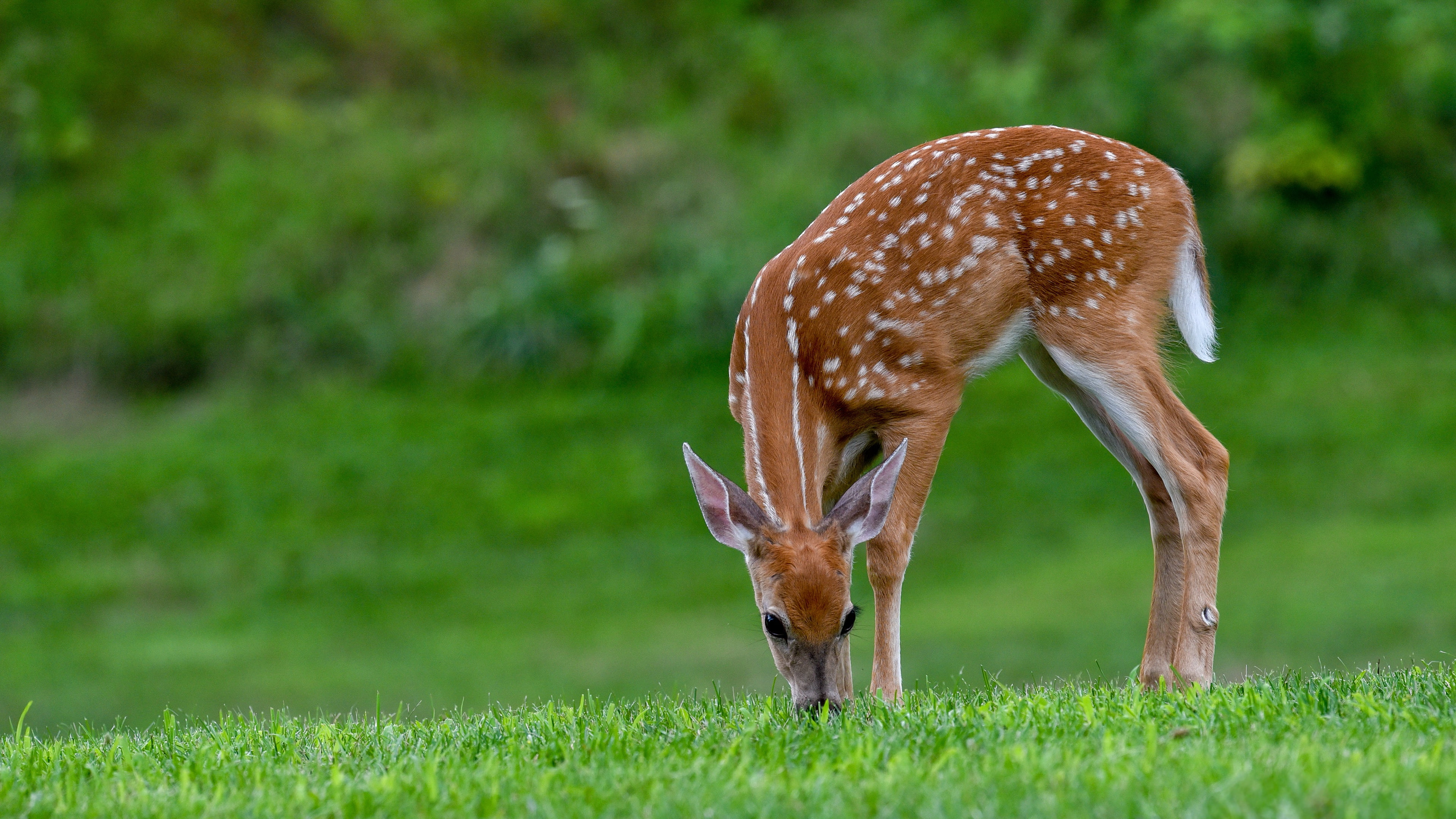 deer, fawn, grass, 4K, white-tailed, HD Wallpaper