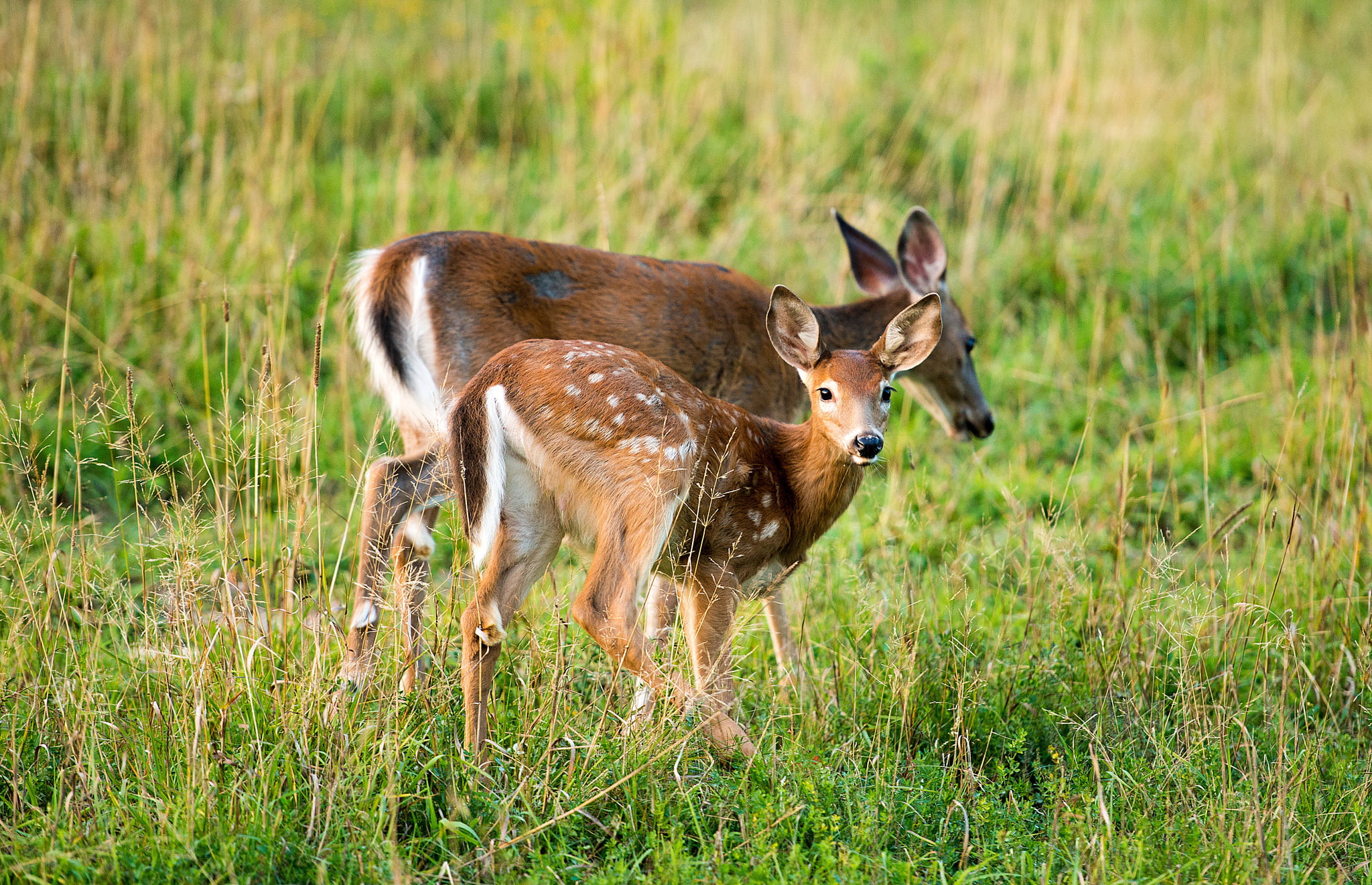 animal, no people, animals in the wild, deer, 1080P, field, vertebrate, domestic animals, brown, young animal, group of animals, land, nature, tailed, HD Wallpaper