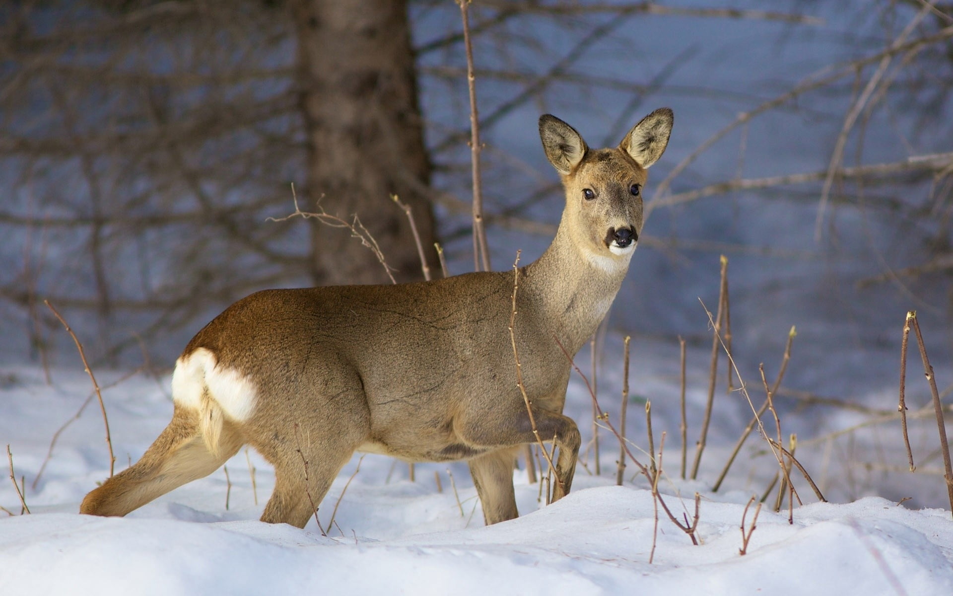hunting, nature, outdoors, one Animal, animal, animals Hunting, looking at camera, forest, wilderness Area, cold temperature, animal themes, vertebrate, HD Wallpaper