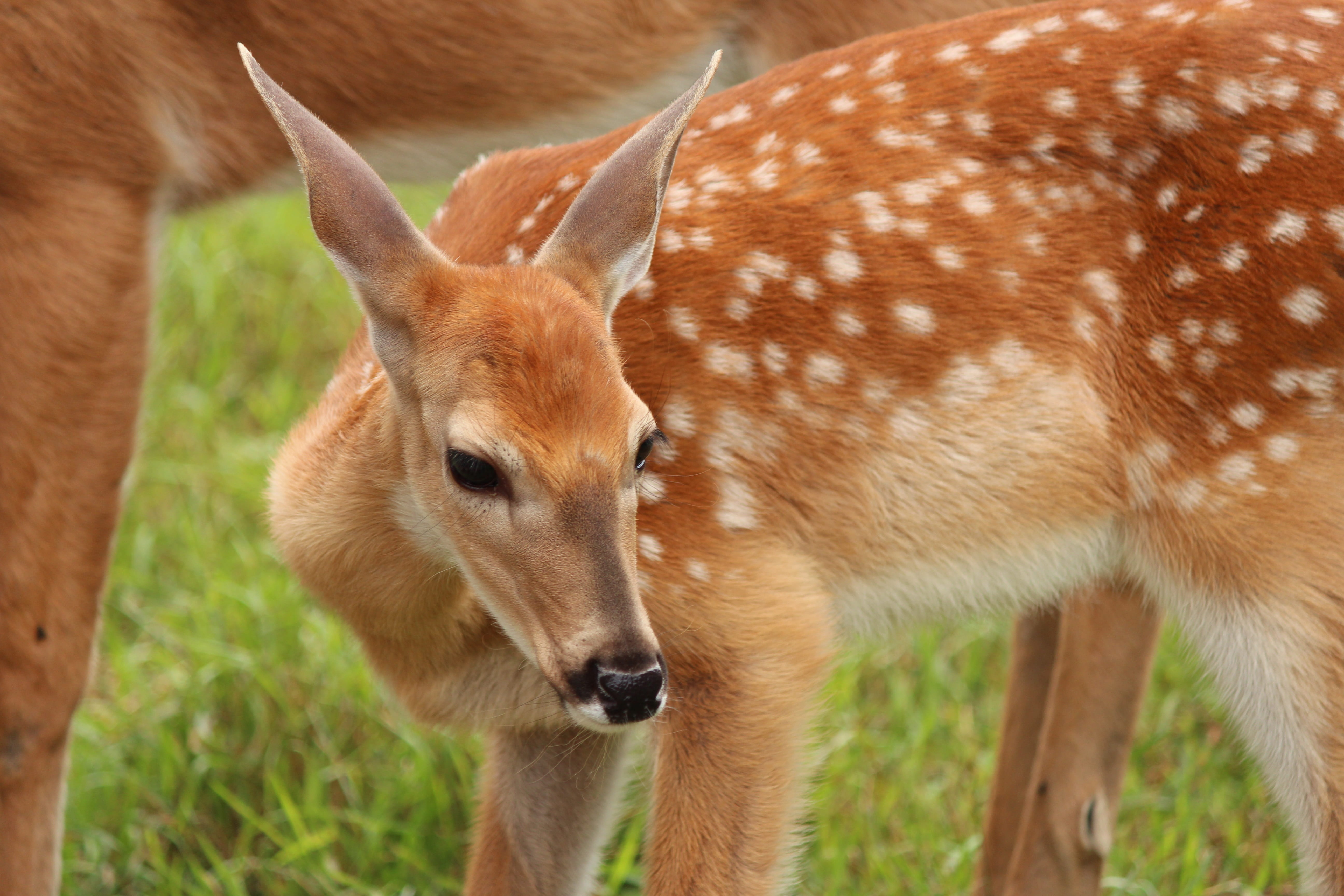 5K, spots, no people, fur, herbivorous, animals in the wild, young animal, outdoors, animal wildlife, brown, animal head, day, deer, animal, fawn, focus on foreground, HD Wallpaper