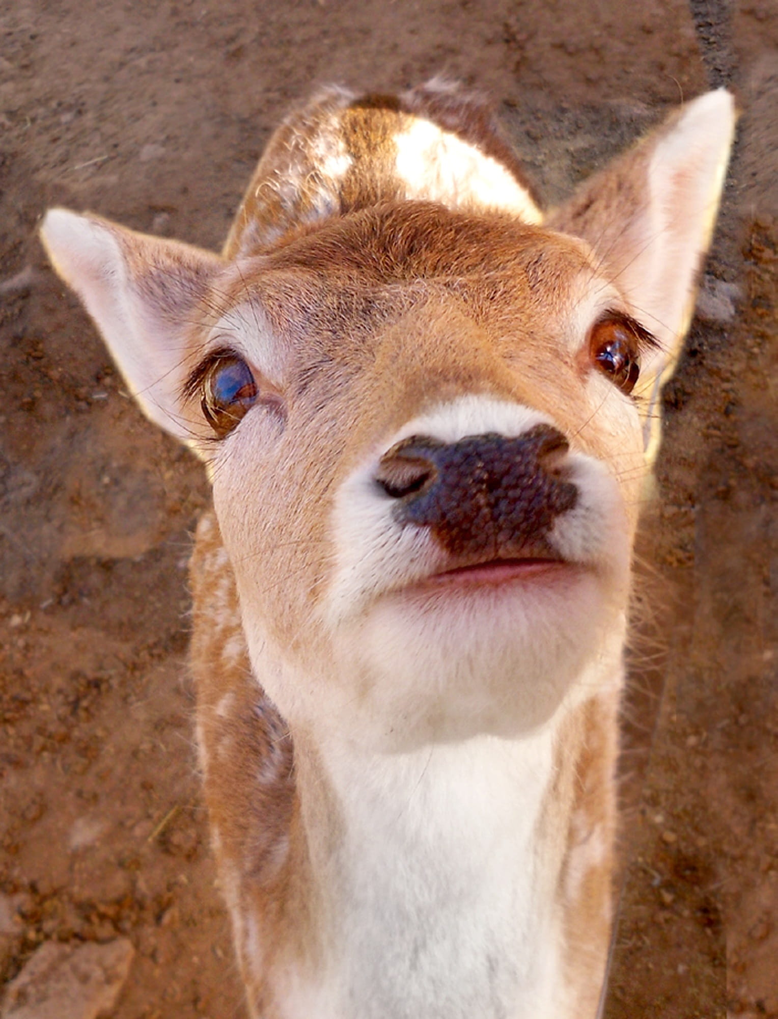 pets, one animal, wildlife, creature, adorable, species, animal body part, portrait, nature, animal head, nose, Fawn, newborn, cuddly, infant, whitetailed, Phone HD Wallpaper