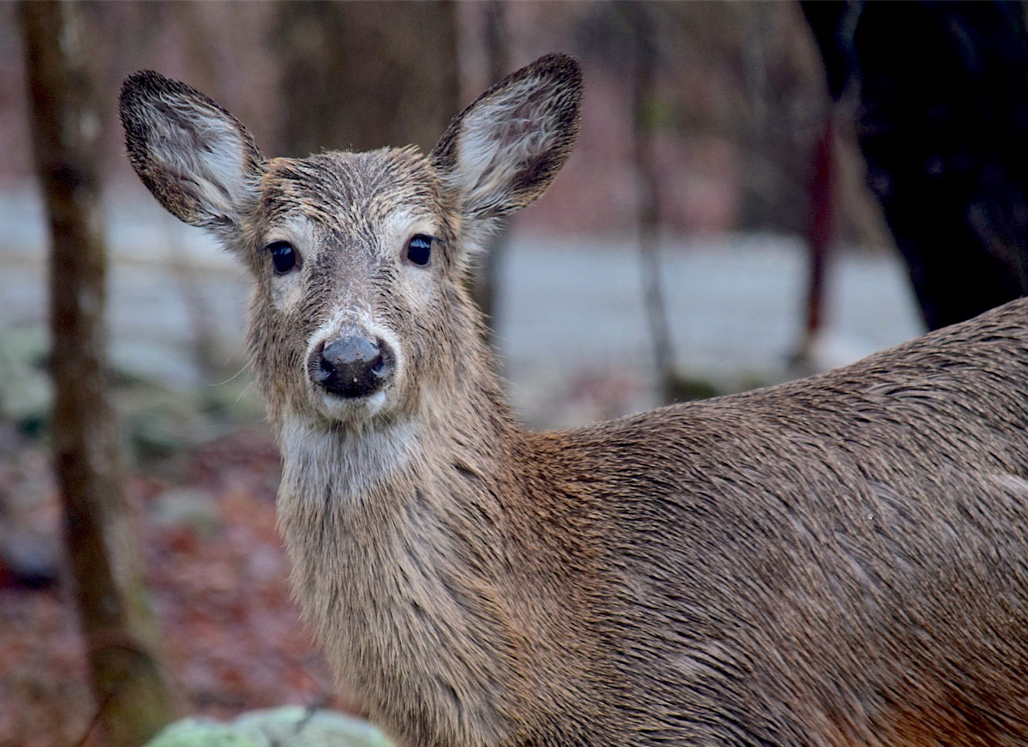 wildlife, domestic animals, herbivorous, fawn, brown, day, looking at camera, white tail, Deer, Cute, animal wildlife, natural, animal body part, no people, HD Wallpaper
