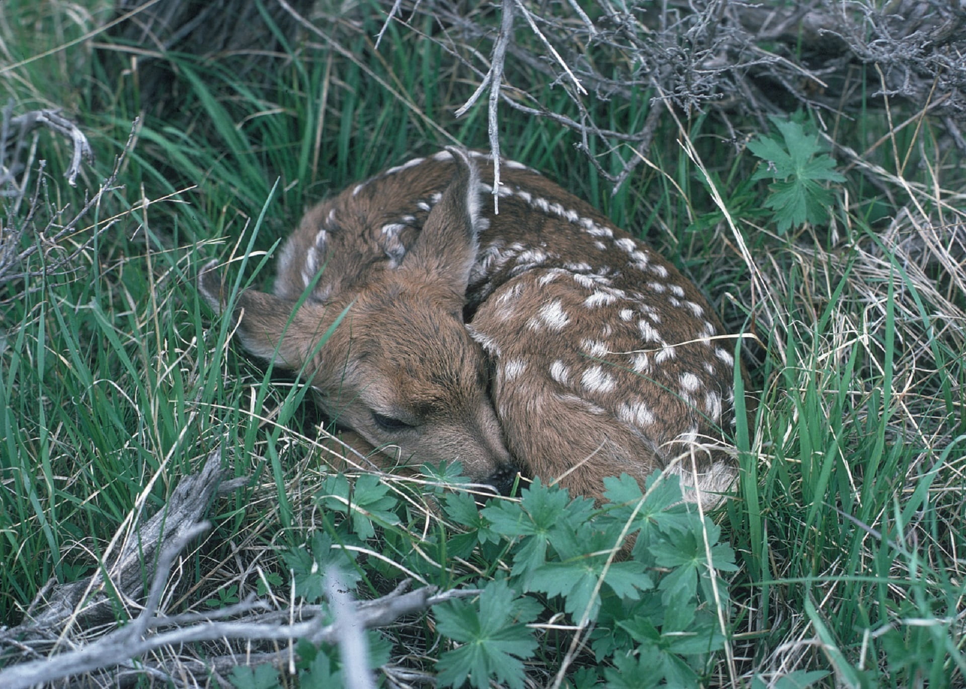 animal, animals in the wild, underwater, relaxation, high angle view, 1080P, deer, land, growth, no people, fawn, grass, spots, outdoors, white, wildlife, HD Wallpaper