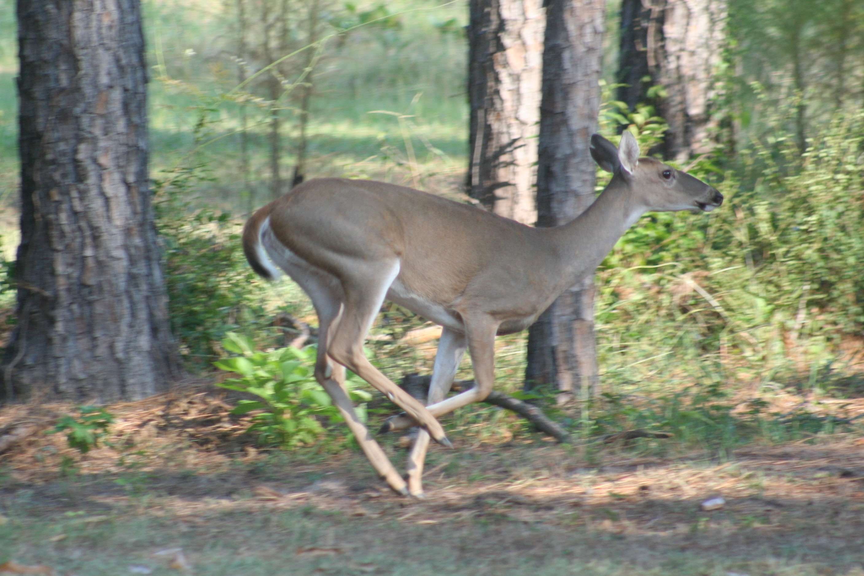 2K, no people, tree trunk, animals in the wild, side view, animal, tree, vertebrate, day, animal themes, deer, outdoors, plant, nature, forest, white tailed, HD Wallpaper