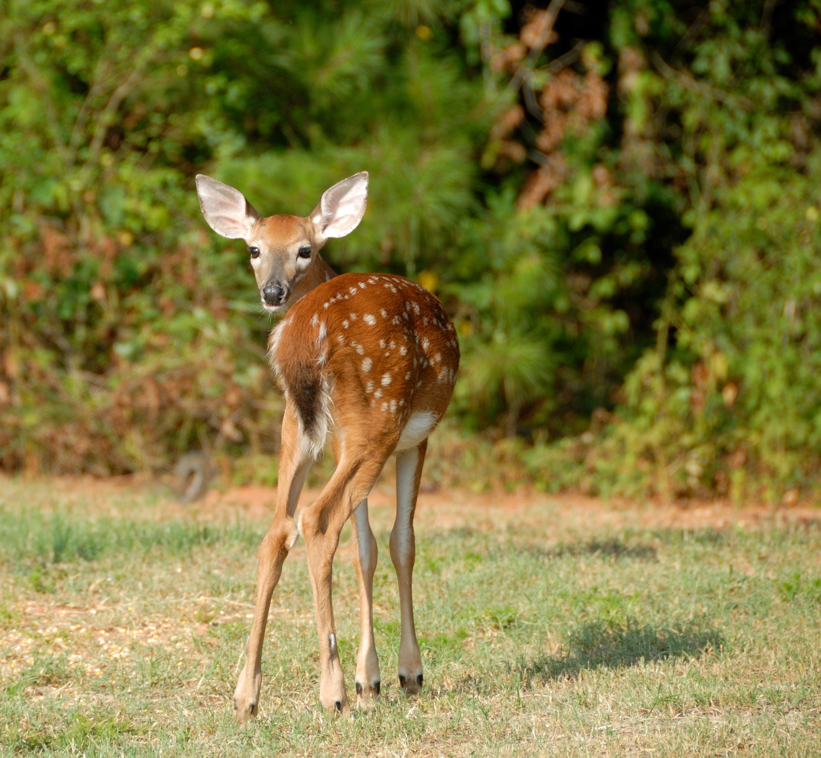 odocoileus, day, brown, portrait, natural, no people, mammalia, wild, deer, outdoors, animal themes, tree, herbivorous, 2K, summer, animal, vertebrate, HD Wallpaper