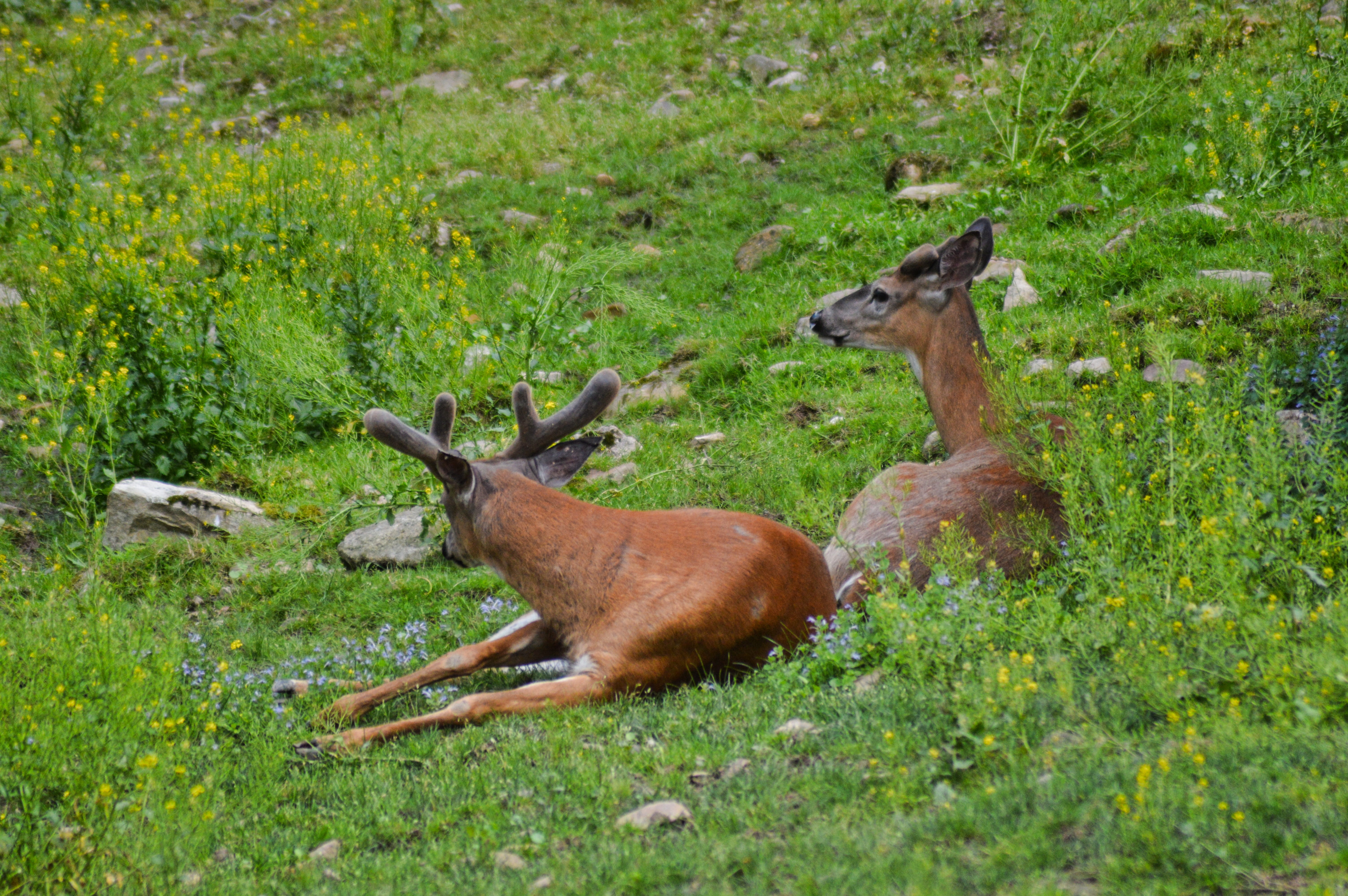 no people, vertebrate, fawn, day, antler, animal, animal family, grass, whitetail, group of animals, herbivorous, mammal, 5K, land, green color, wildlife, HD Wallpaper