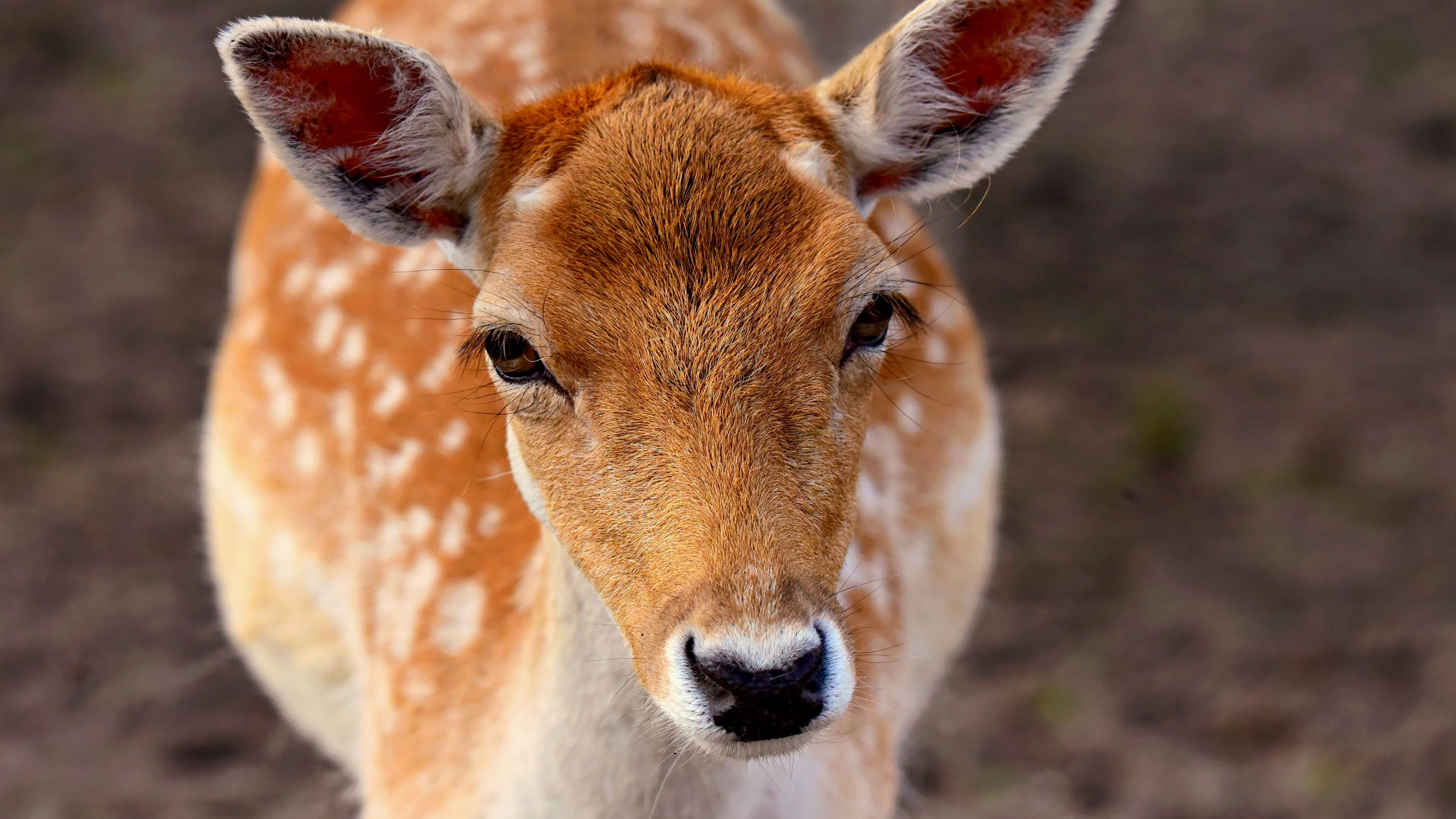snout, 4K, close up, white tailed deer, wildlife, mammal, deer, glance, HD Wallpaper