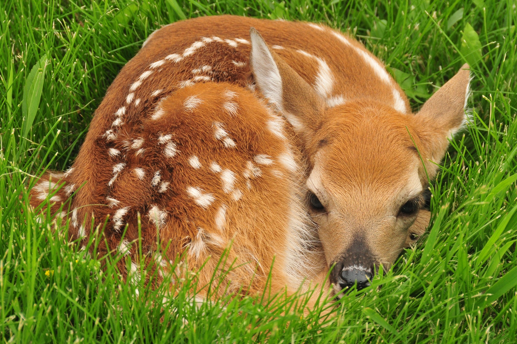 animal wildlife, mammal, vertebrate, 1080P, nature, grass, field, animal, brown, one animal, young animal, deer, outdoors, fawn, land, portrait, no people, HD Wallpaper