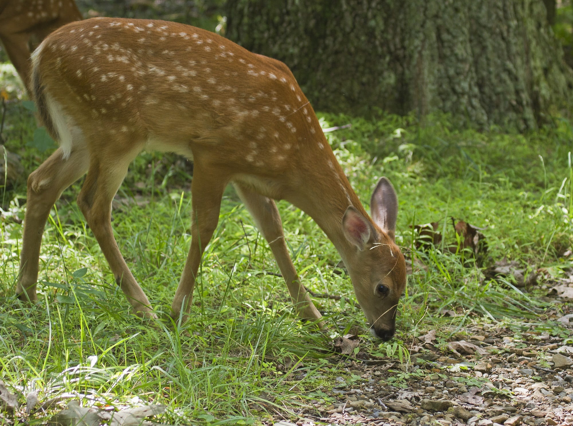 grass, eating, day, grazing, young, no people, one animal, baby, nature, wild, field, forest, tree, White Tailed Deer, mammal, 1080P, deer, animals in the wild, HD Wallpaper