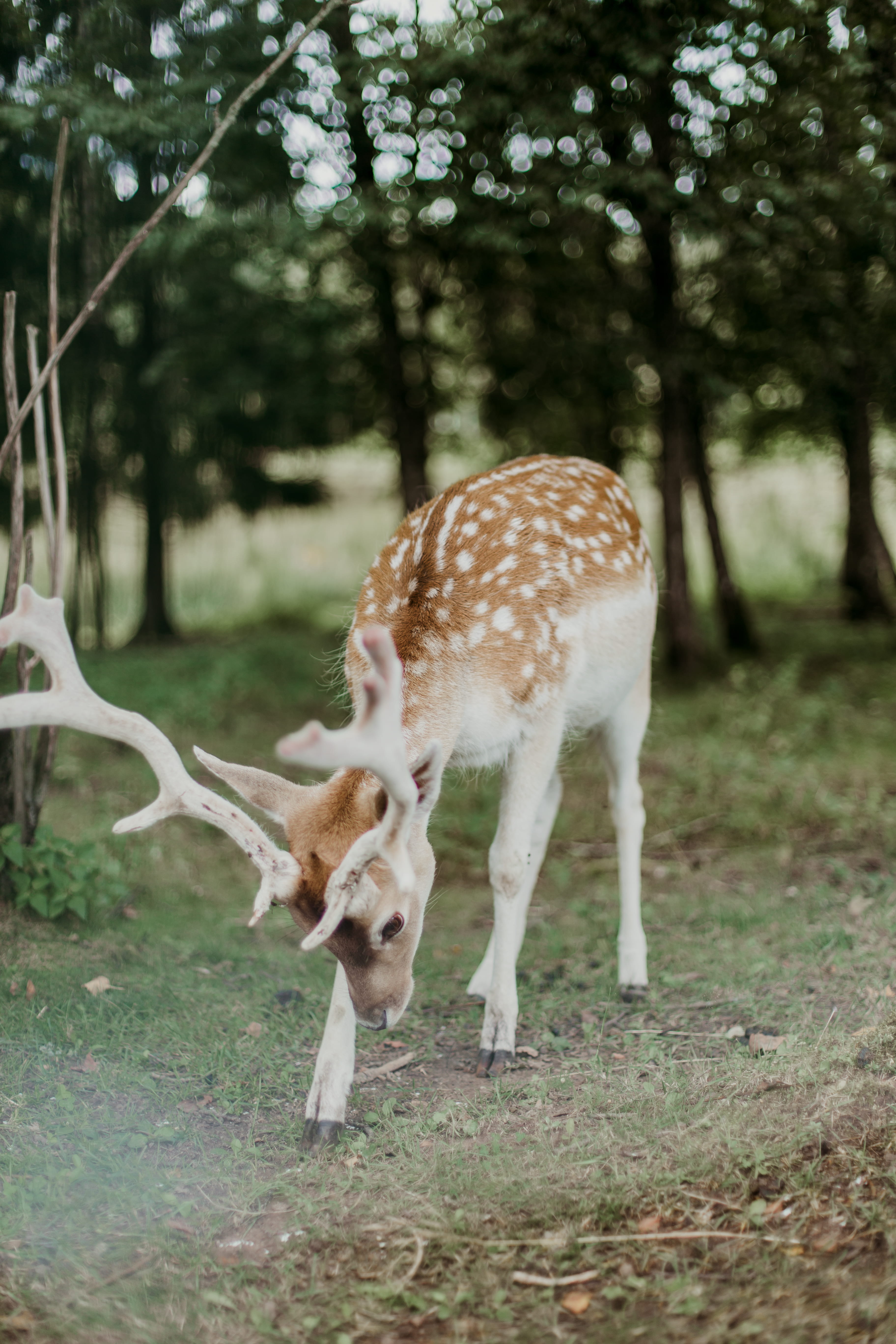 deer, field, daytime, domestic animals, wild animal, animals in the wild, tree, grass, animal wildlife, day, vertebrate, spotted, trees, surrounded, white tailed deer, Phone HD Wallpaper