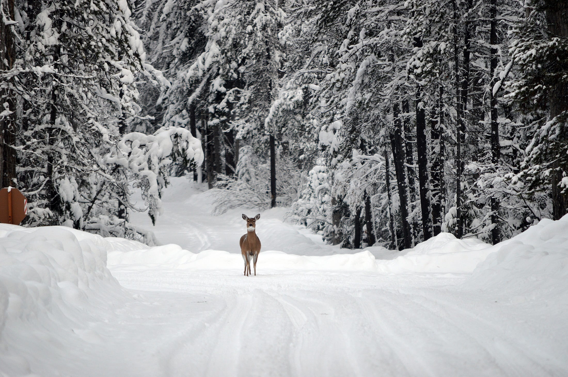 winter, plant, road, usa, trees, 1080P, beauty in nature, covering, season, deer, cold, glacier national park, forest, tree, doe, animal themes, scenics - nature, HD Wallpaper