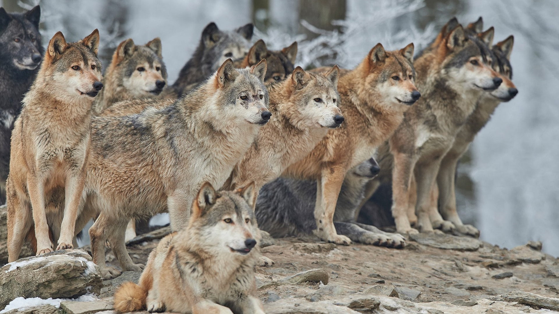 pack, wilderness, pack of wolves, wolf, wolves, wildlife, 1080P, HD Wallpaper