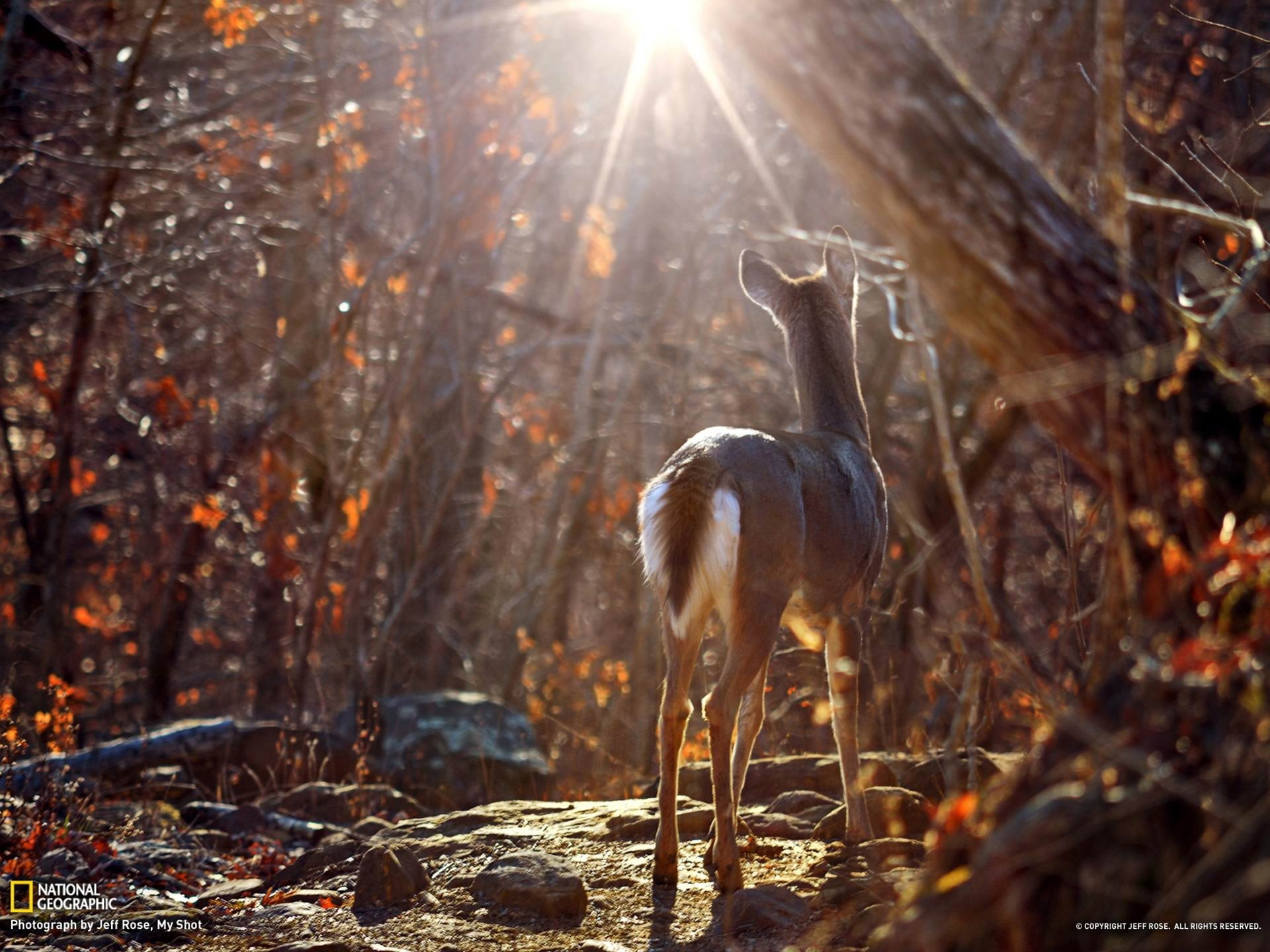 nature, arkansas, mammal, animal themes, woodland, standing, forest, animals in the wild, wallpa, outdoors, land, lens flare, vertebrate, domestic animals, HD Wallpaper
