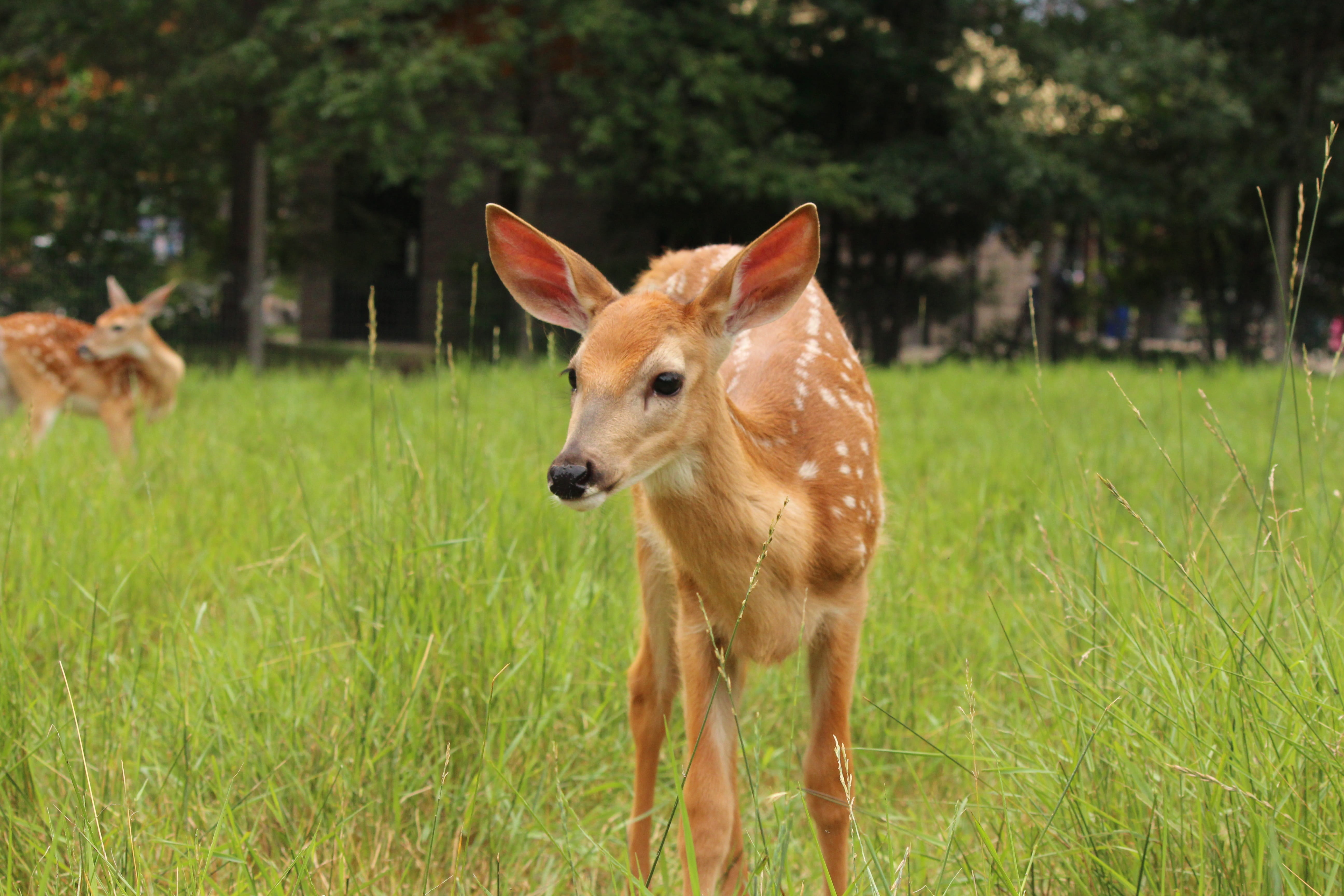 no people, mammal, one animal, animals in the wild, focus on foreground, 5K, field, fawn, domestic, wildlife, young, plant, grass, herbivorous, outdoors, HD Wallpaper