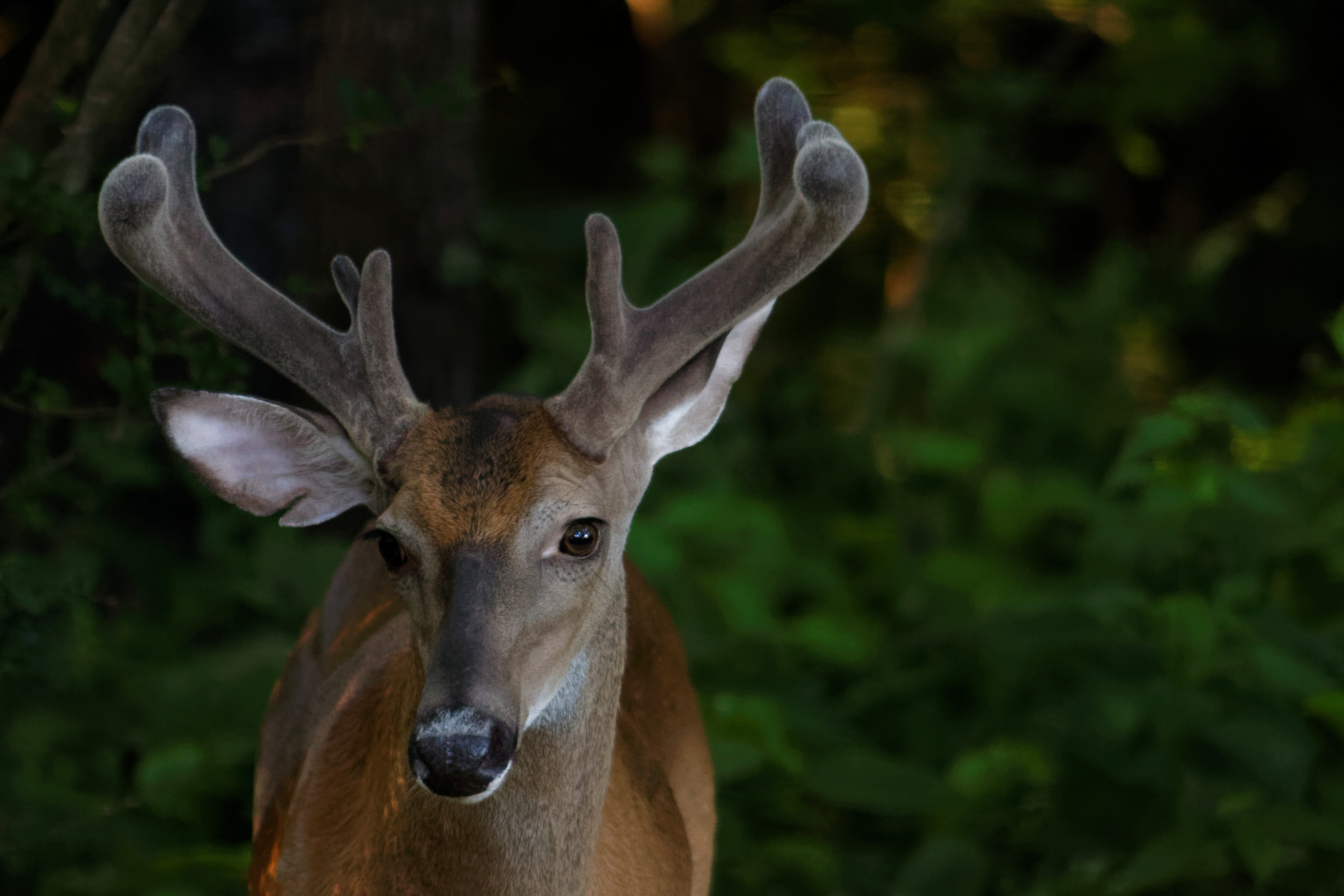 Buck, brown, vertebrate, animal head, one animal, focus on foreground, close-up, outdoors, photo, herbivorous, portrait, Deer, animals in the wild, animal wildlife, HD Wallpaper