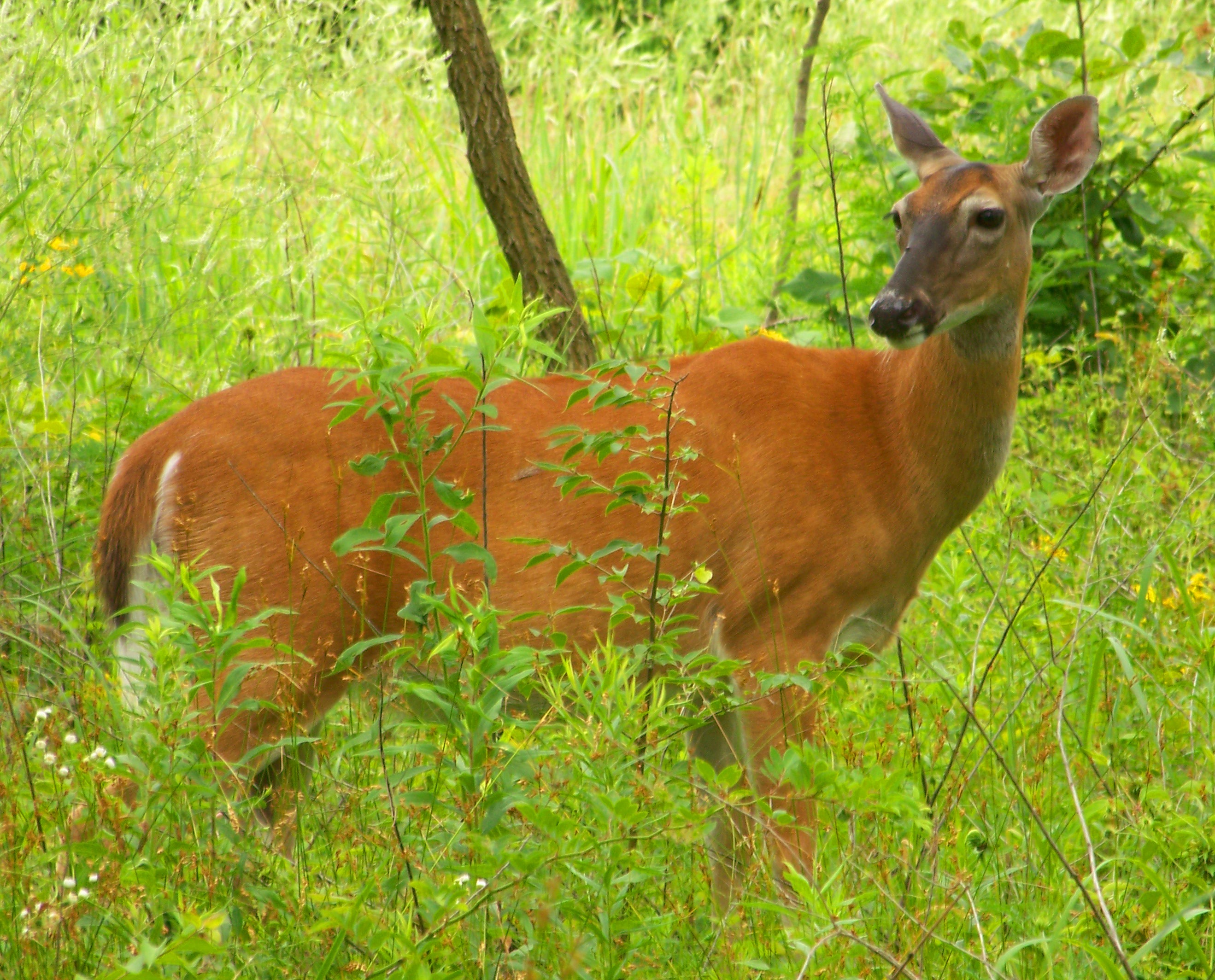 standing, fawn, no people, buck, trees, fur, antler, mammal, one animal, doe, brown, whitetail, natural, stag, grass, day, animal, tree, female, summer, HD Wallpaper
