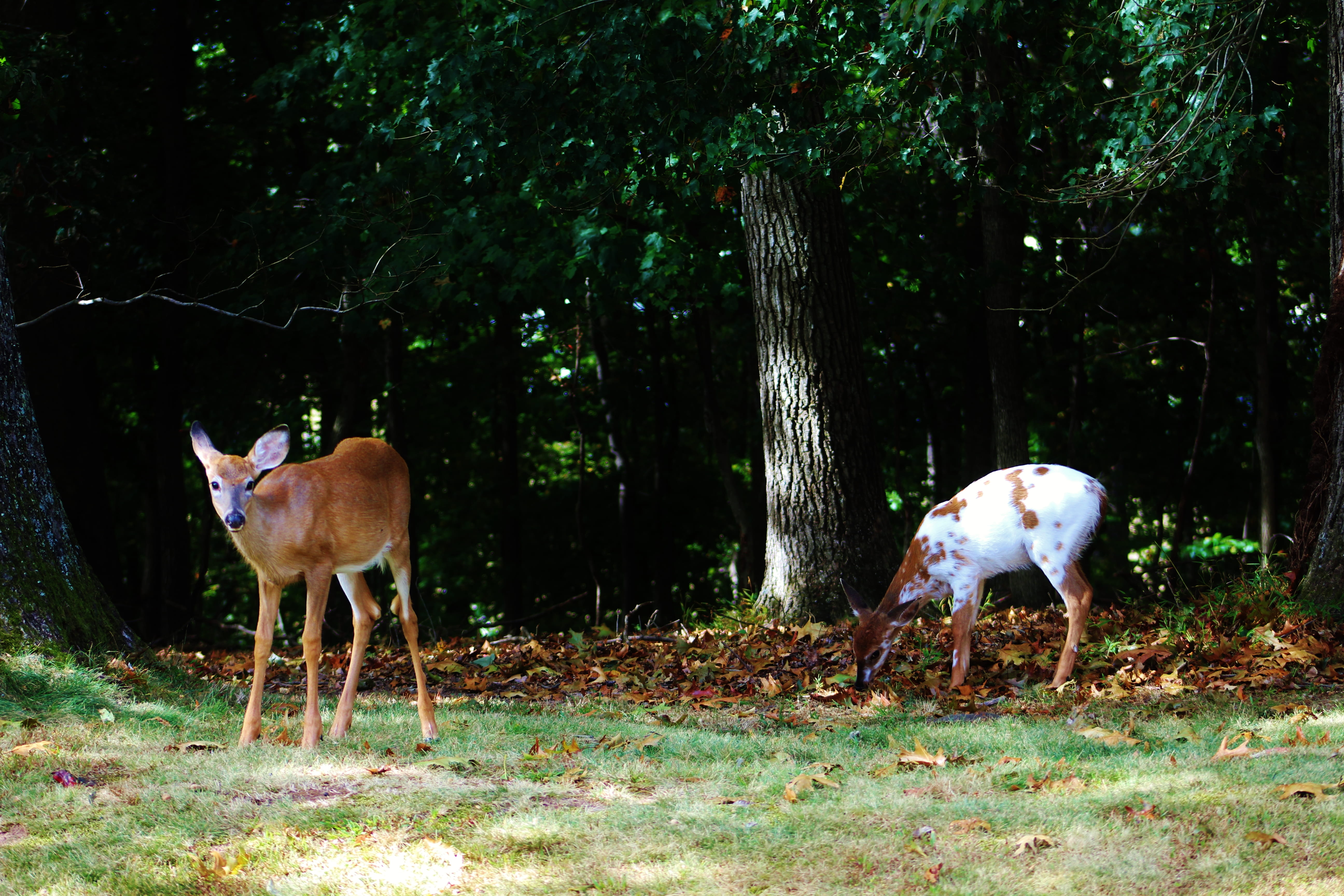 grass, animal themes, herbivorous, animals, animal wildlife, piebald fawn, north potomac, domestic animals, vertebrate, deer, 5K, mammal, nature photography, HD Wallpaper