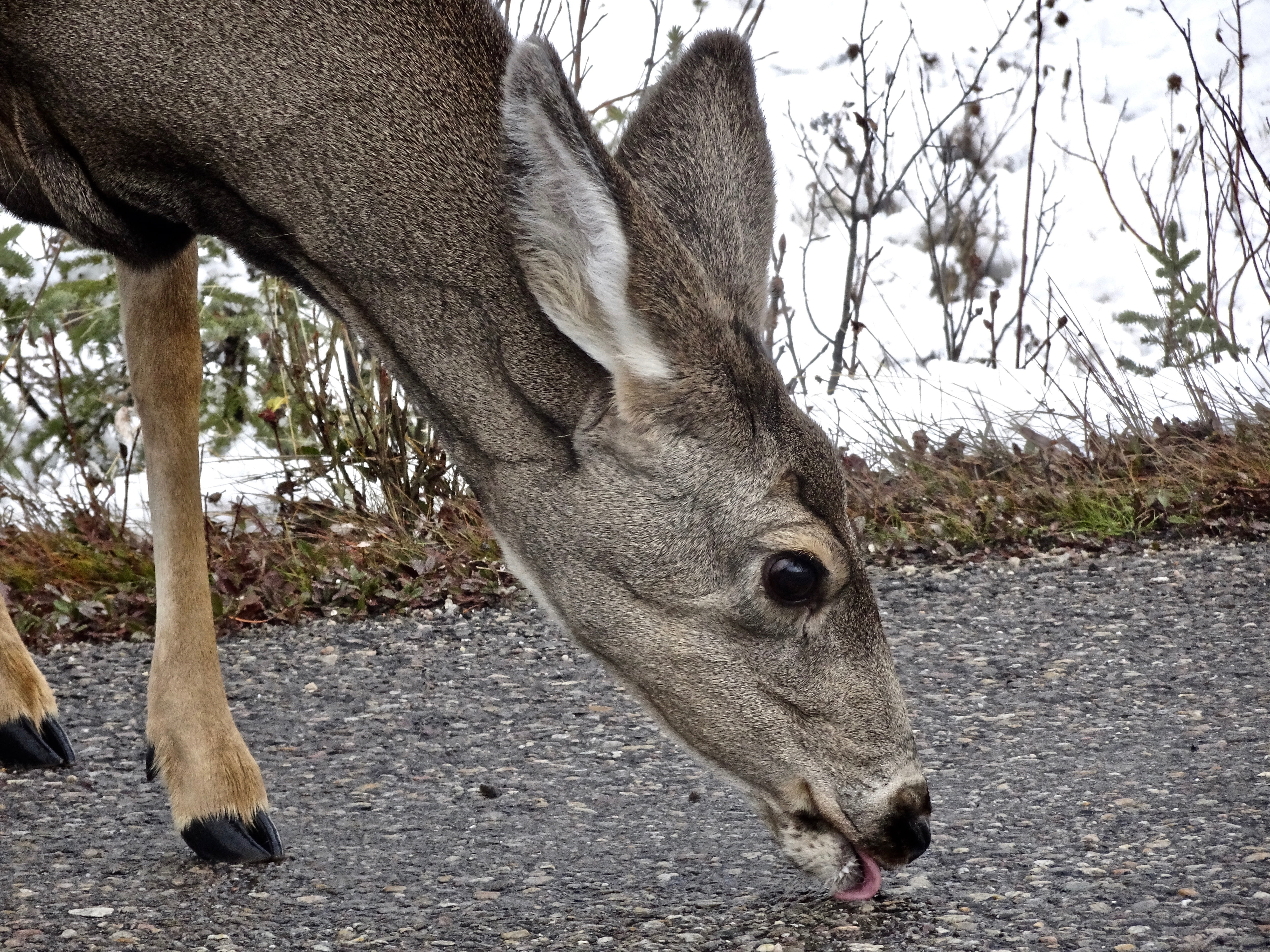 mammal, nature, focus on foreground, doe, whitetail, domestic animals, animals in the wild, plant, ears, licking, day, tree, field, wildlife, 4K, animal, HD Wallpaper