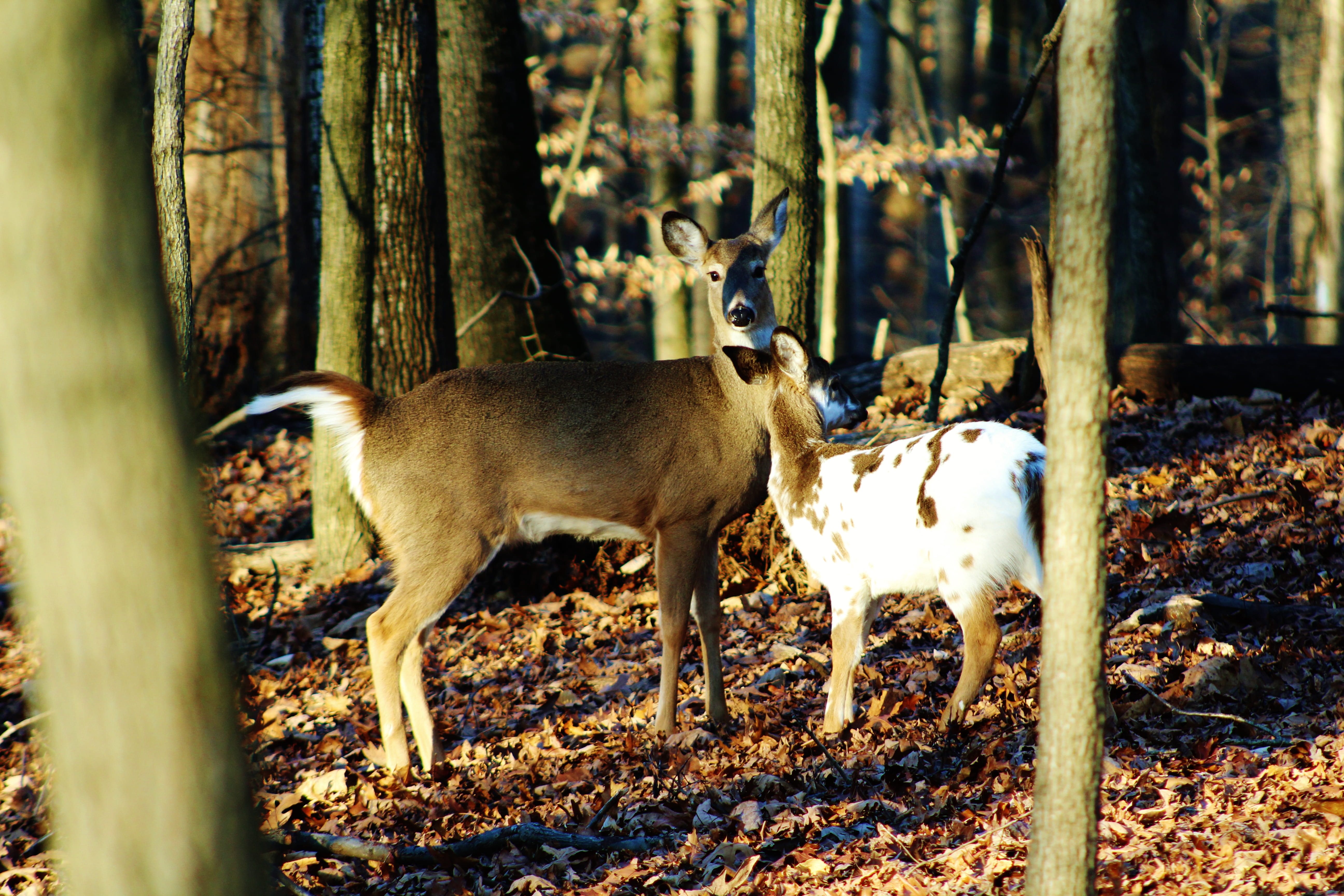 field, no people, trunk, animals in the wild, land, herbivorous, woodland, piebald whitetail fawn, plant, 5K, sunlight, mammal, united states, nature, HD Wallpaper