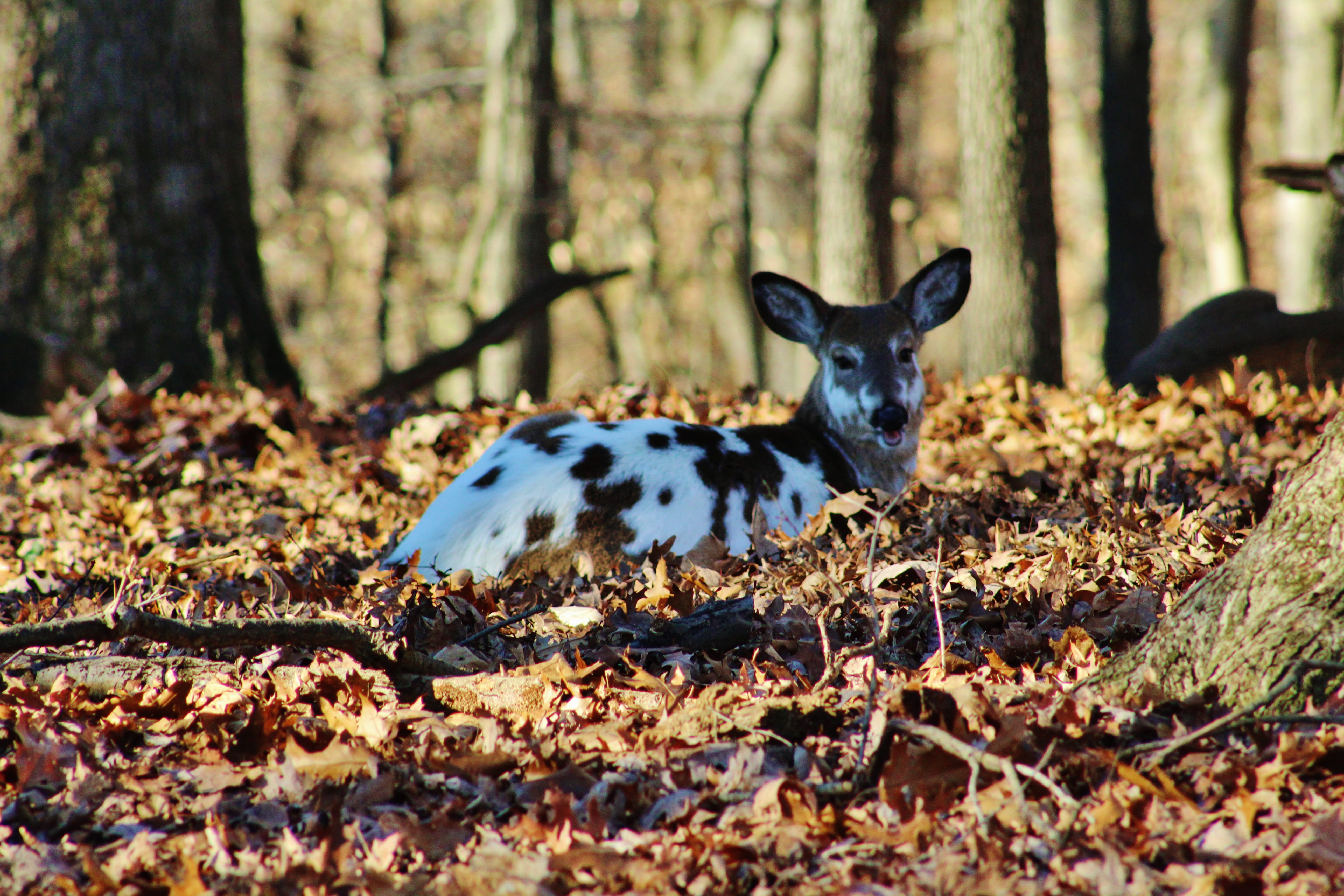 land, tree trunk, 5K, outdoors, vertebrate, animal themes, one animal, herbivorous, plant, day, tree, trunk, no people, north potomac, animals, deer, animal, HD Wallpaper