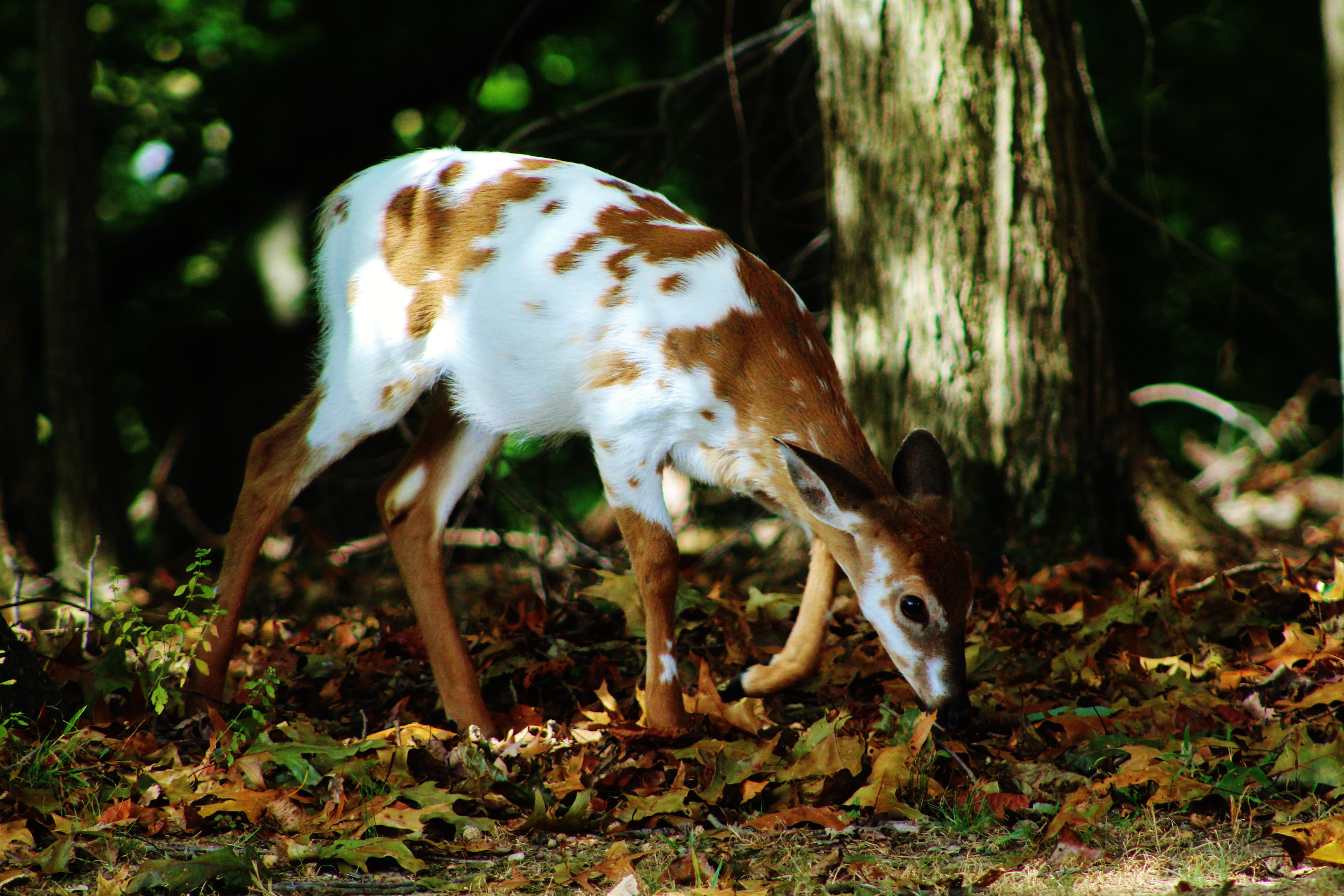 day, pets, forest, piebald fawn, tree, mammal, standing, 5K, deer, vertebrate, animal, animal themes, land, north potomac, plant, nature photography, animal wildlife, HD Wallpaper