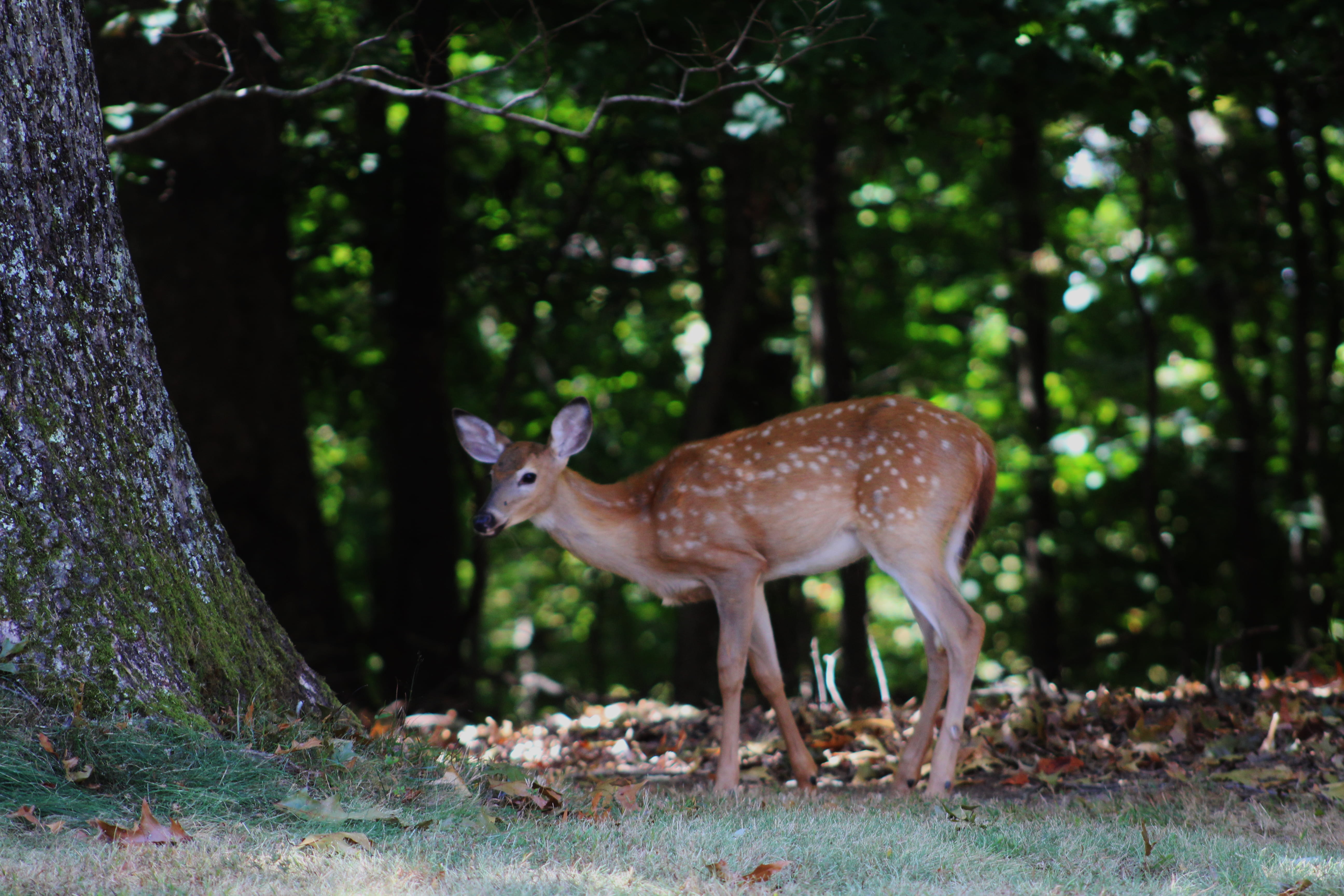 animal, animals, day, no people, outdoors, nature photography, tree trunk, fawn, mammal, plant, animals in the wild, standing, one animal, domestic animals, HD Wallpaper