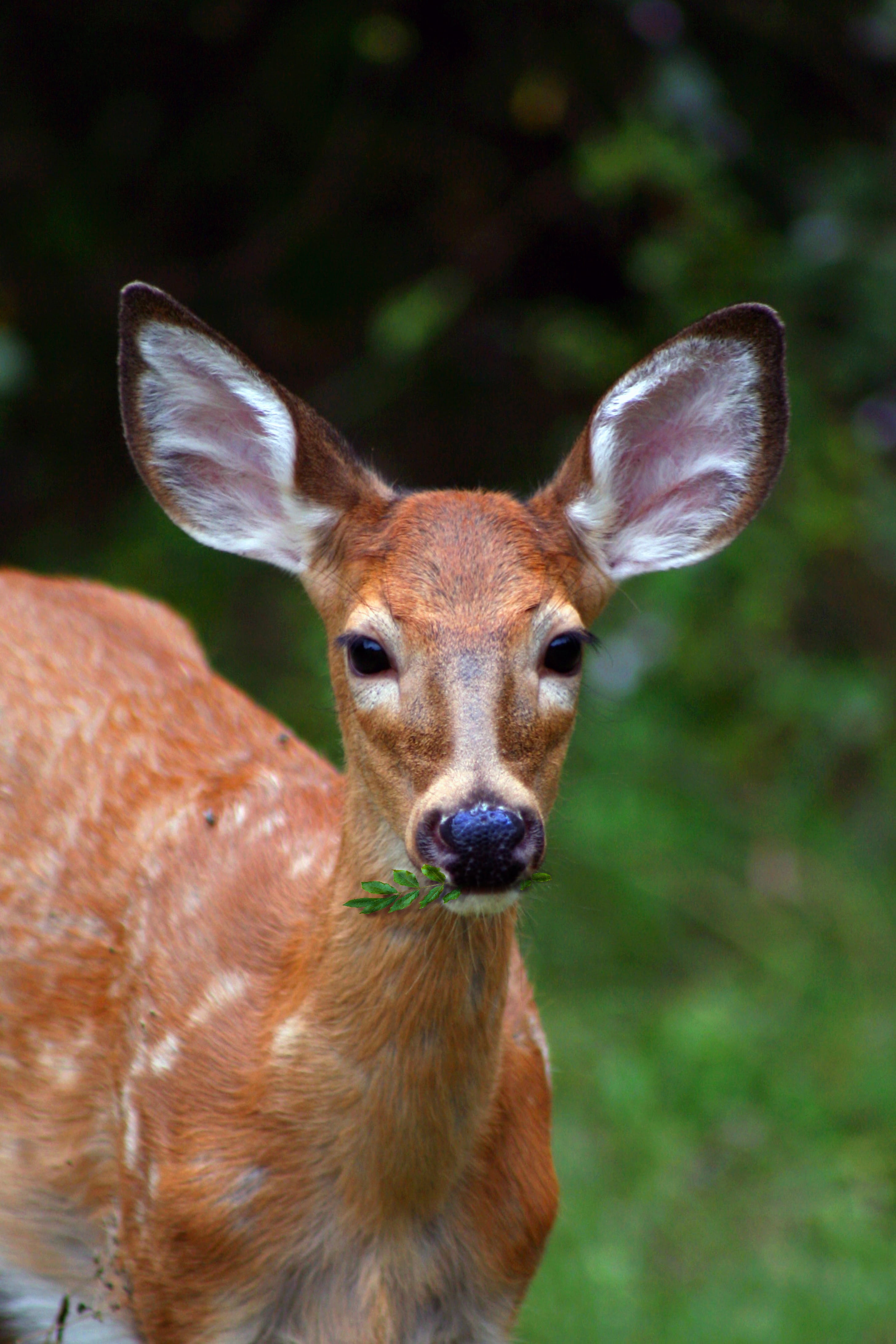 animal wildlife, male, 4K, hunting, wild, woods, animal, eating, landscape, no people, season, outdoors, whitetail, one animal, herbivorous, day, fawn, Phone HD Wallpaper