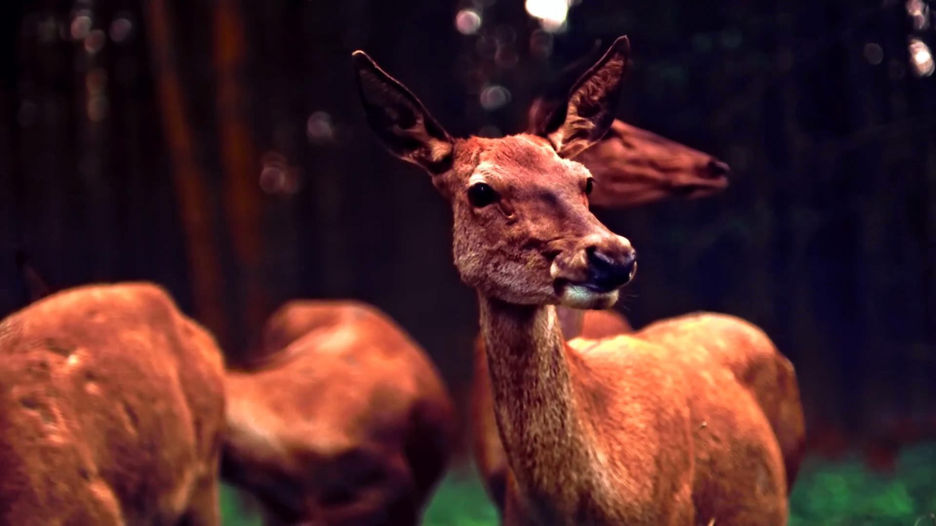 vertebrate, wildlife, outdoors, mammal, animal head, antlers, animal themes, wild, standing, herbivorous, animal, one animal, fur, grass, focus on foreground, HD Wallpaper