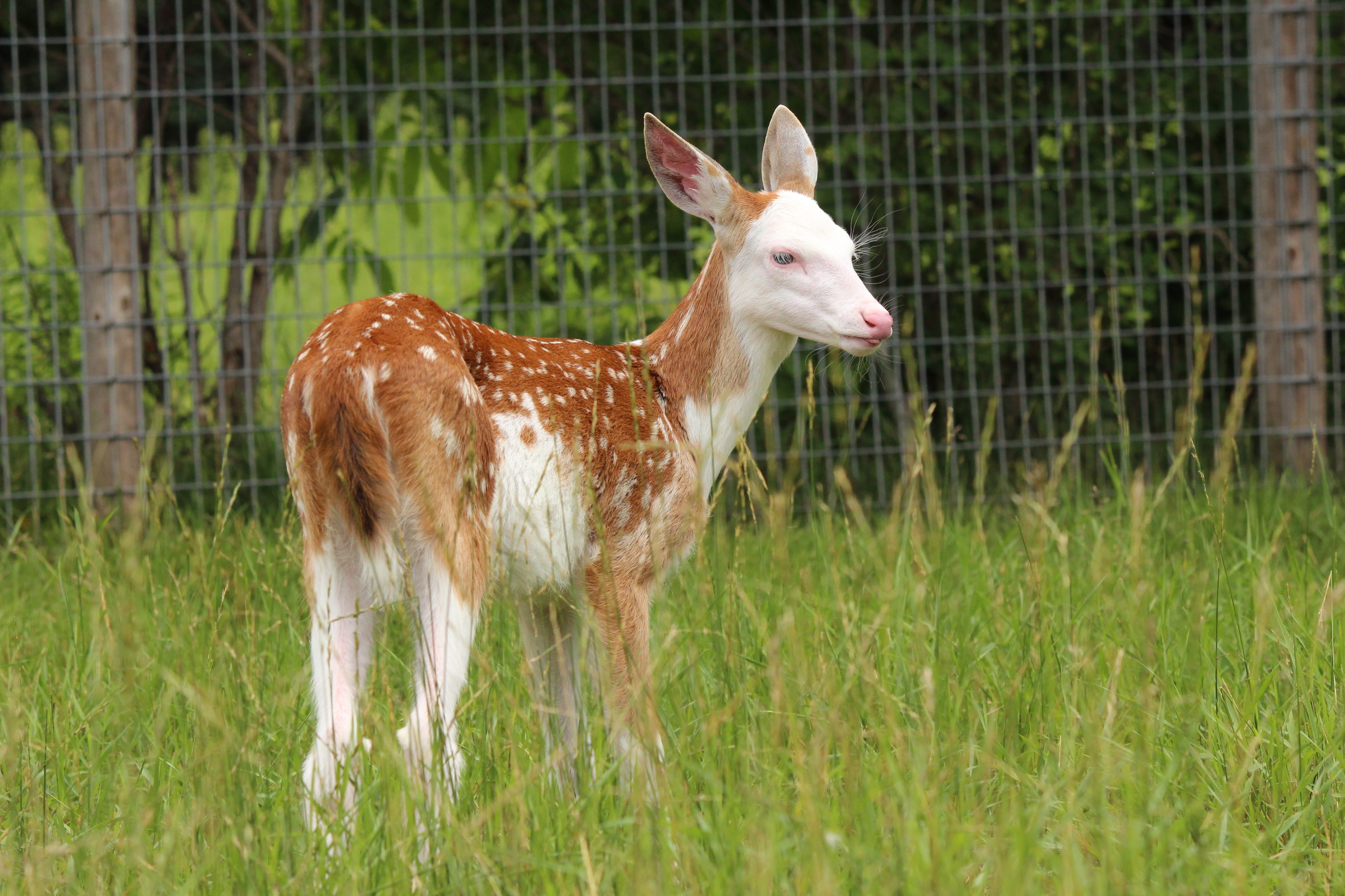 day, whitetail deer, herbivorous, deer, vertebrate, grass, spots, no people, barrier, newborn, green color, animal themes, mammal, plant, animal, cute, HD Wallpaper