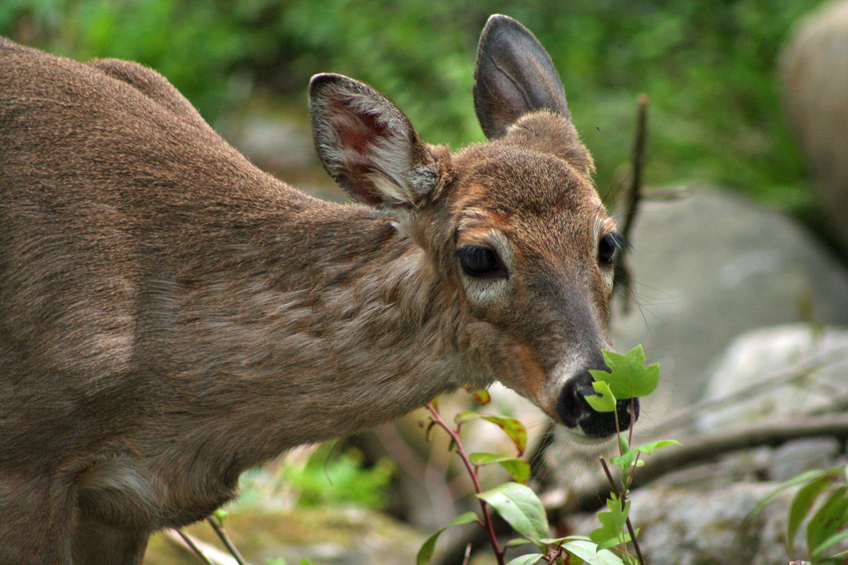 animal, antler, vertebrate, animal themes, cute, one animal, day, deer, whitetail, herbivorous, animal head, focus on foreground, land, head, mammal, domestic animals, HD Wallpaper