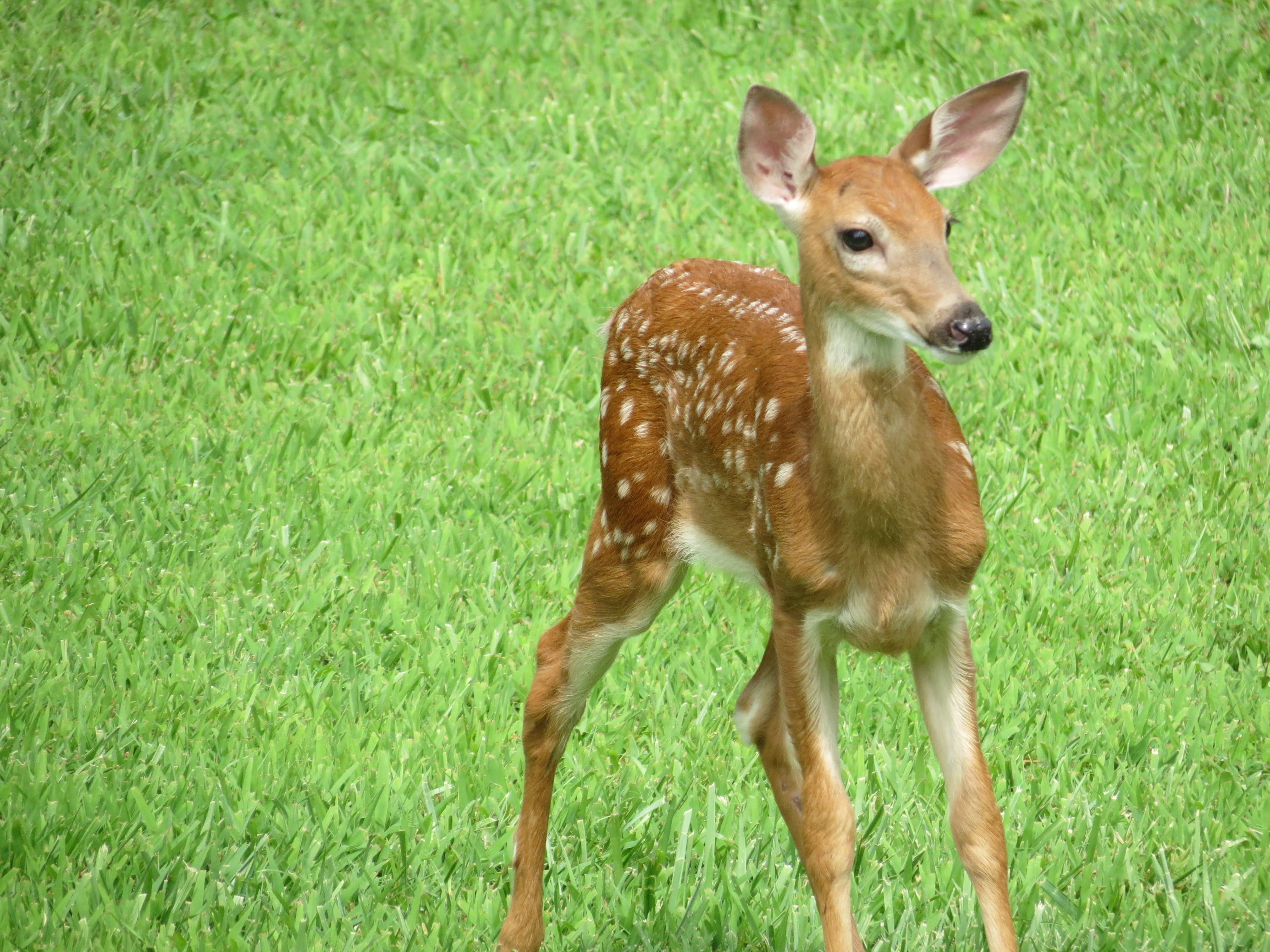 plant, green color, grass, stag, no people, portrait, mammal, animal themes, herbivorous, brown, land, outdoors, young animal, doe, deer, animal wildlife, HD Wallpaper