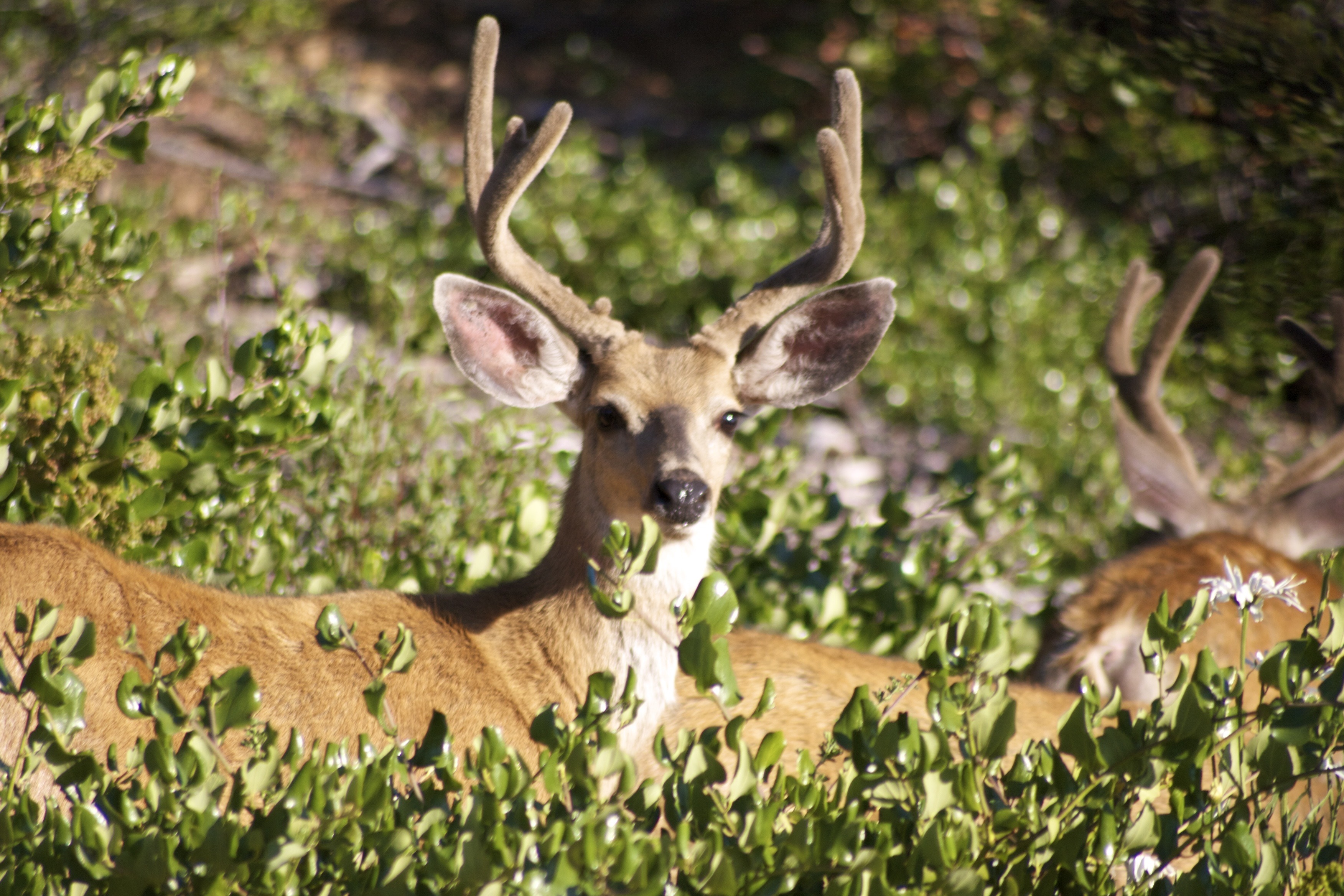 no people, season, herbivorous, animal wildlife, animals in the wild, land, rack, whitetail, environment, tree, game, hunting, vertebrate, day, bucks, mammal, HD Wallpaper
