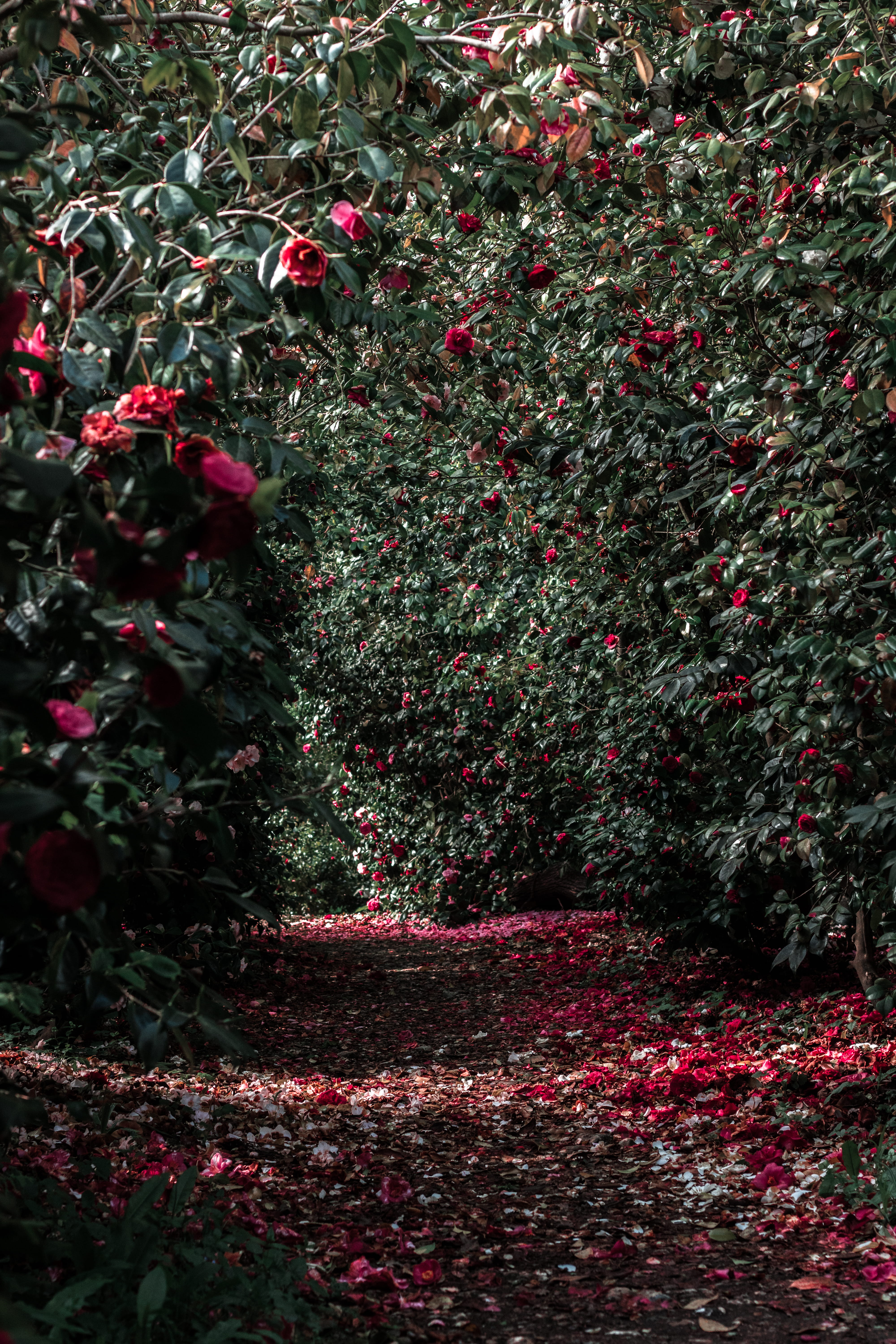 nature, flowers, land, plant, growth, park, bushes, summer, flower, no people, leaf, spring, 5K, plant part, moody, footpath, dark, pink, hedge, london, Phone HD Wallpaper
