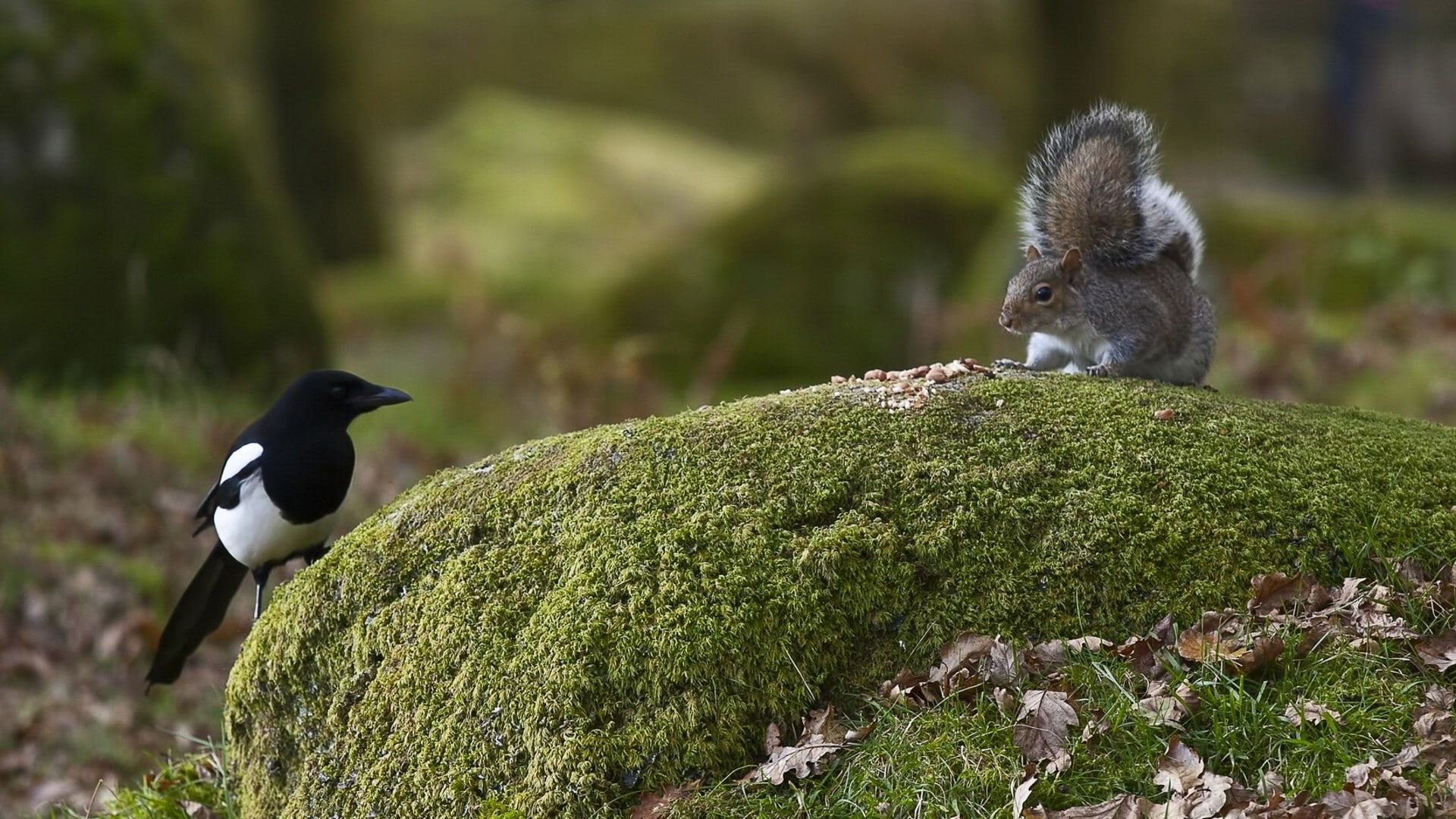 mammals, 1080P, birds, wildlife, animals, nature, squirrel, moss, HD Wallpaper