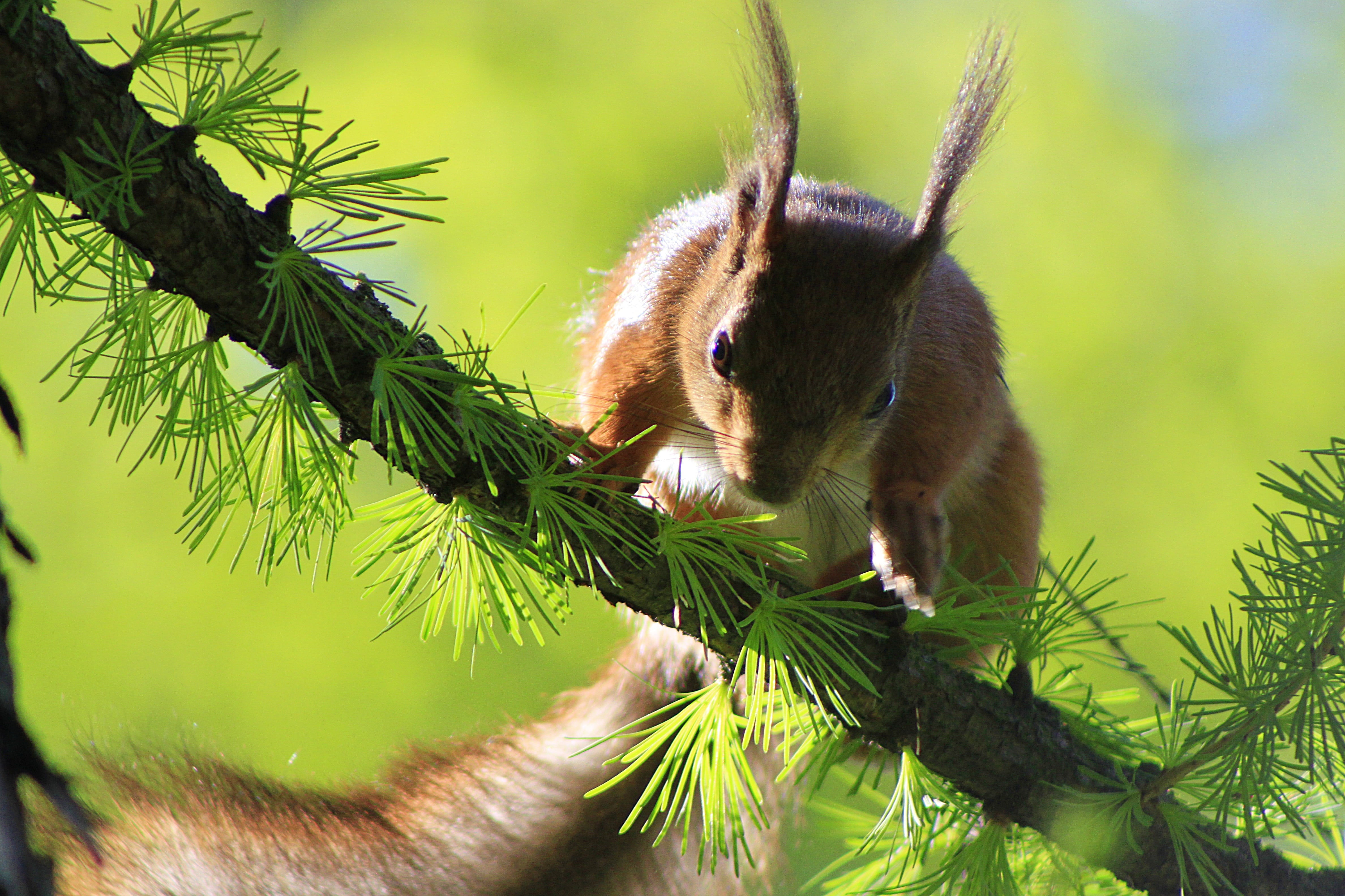 tree, living nature, selective, brown, the bushes, close-up, one animal, forest, grey fur, animal head, plant part, grey, cute, plant, beauty, jump, fluffy, HD Wallpaper