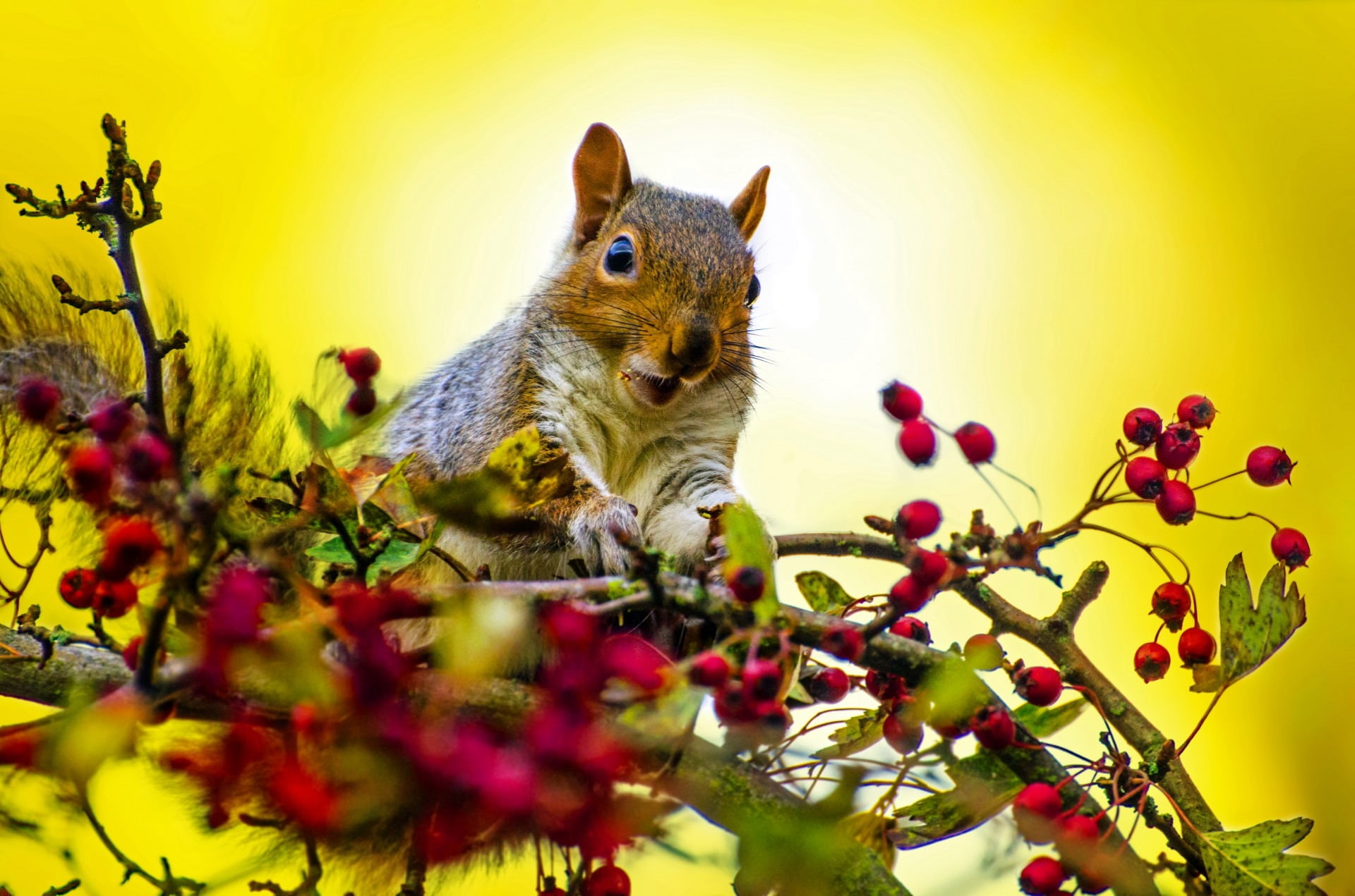 cute, animal wildlife, outdoor, one animal, selective, berries, brown, funny, animals in the wild, curious, sharp, forest, natural, flower, yellow, HD Wallpaper