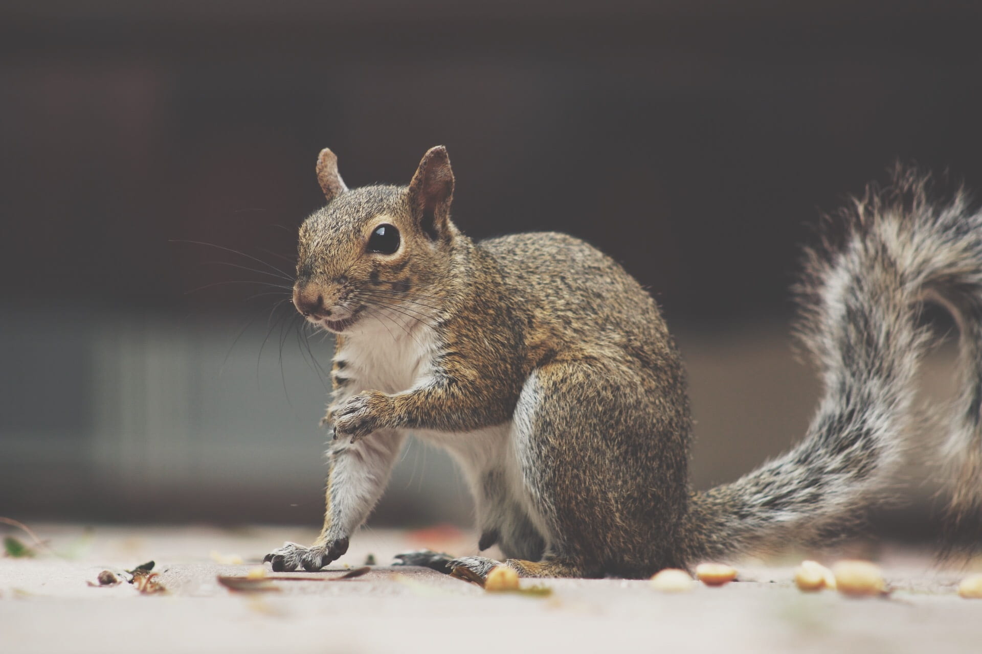 bushy, tree, focus, animal, nut, chipmunk, brown, creature, eating, furry, funny, one animal, nut - food, red, autumn, animal wildlife, forest, animals in the wild, HD Wallpaper
