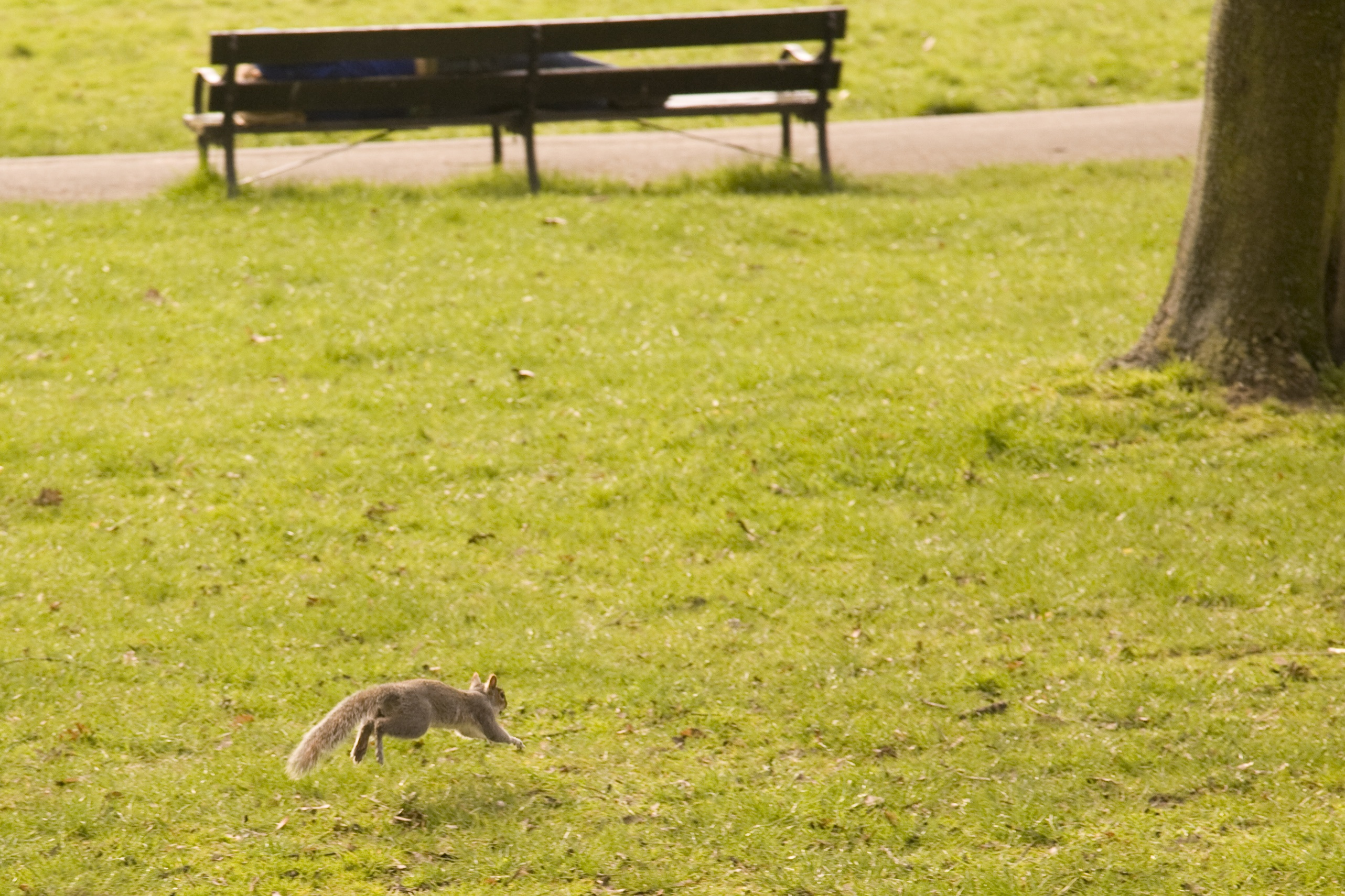 one animal, rodent, outdoors, animal wildlife, plain, plant, vertebrate, no people, nature, land, natural, squirrel, green, outdoor, day, field, wild, mammal, HD Wallpaper